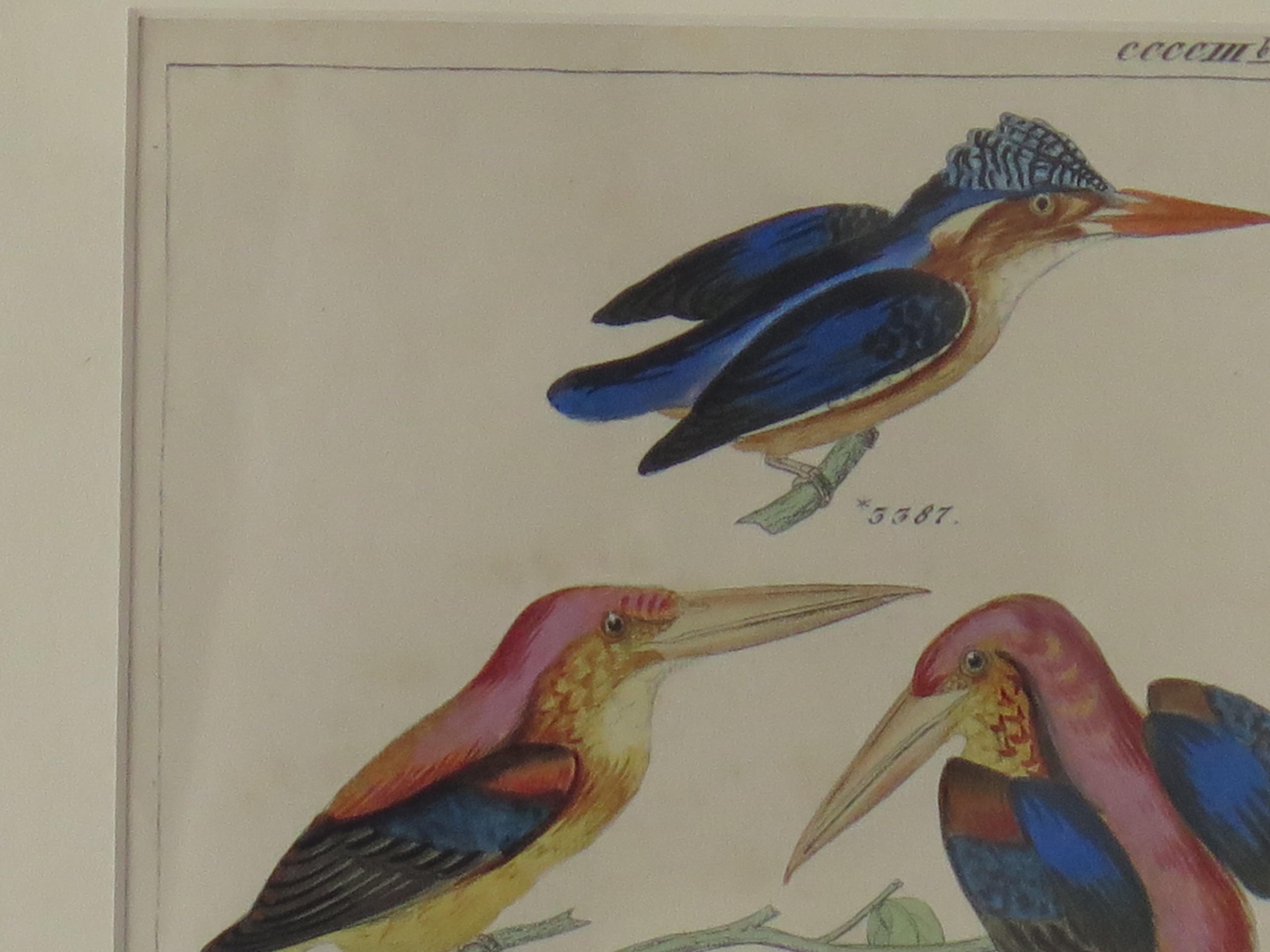 Hand Coloured Framed Engraving of Kingfishers in the Audubon style, Mid 19th C In Good Condition For Sale In Lincoln, Lincolnshire