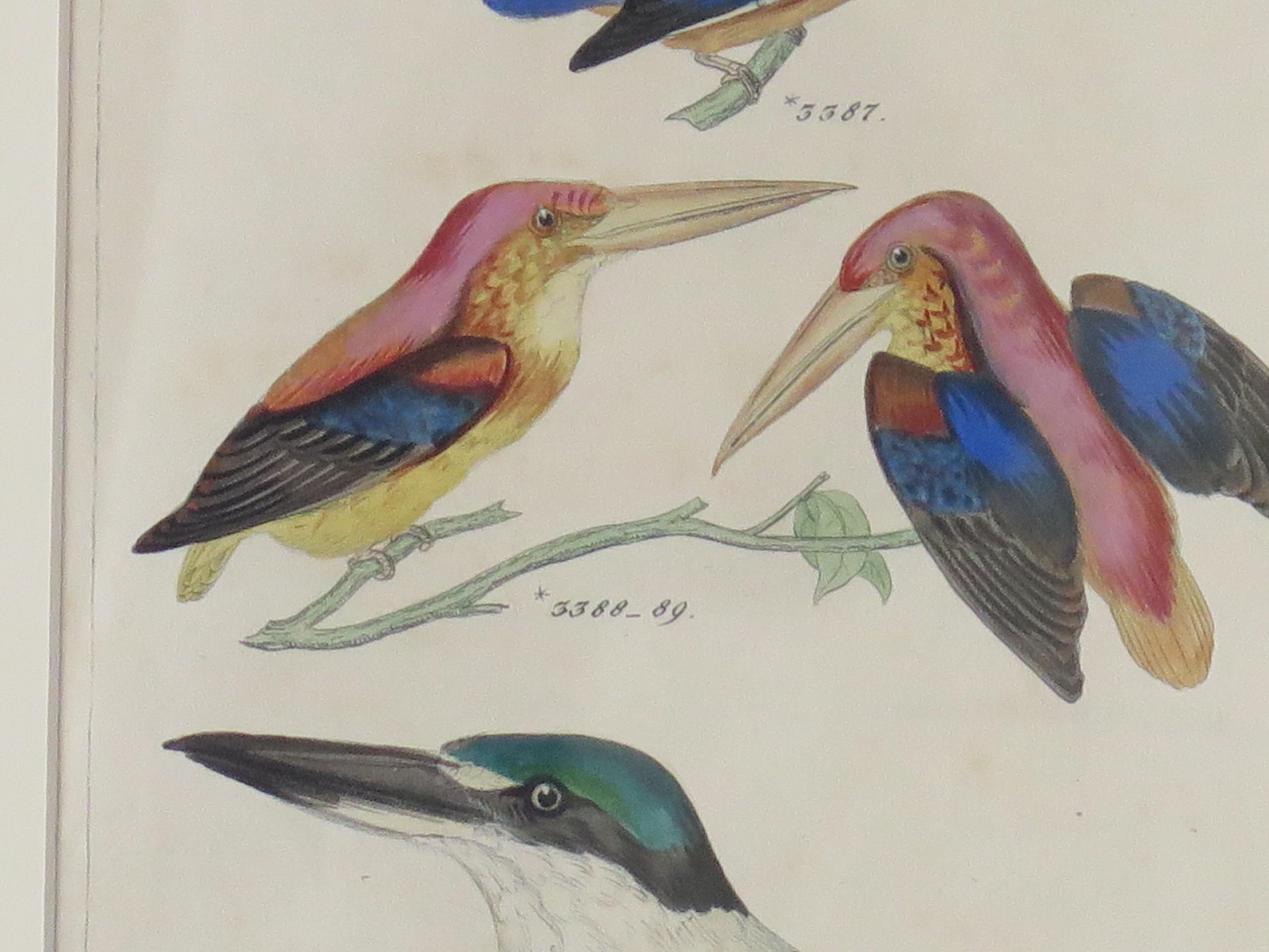 19th Century Hand Coloured Framed Engraving of Kingfishers in the Audubon style, Mid 19th C For Sale