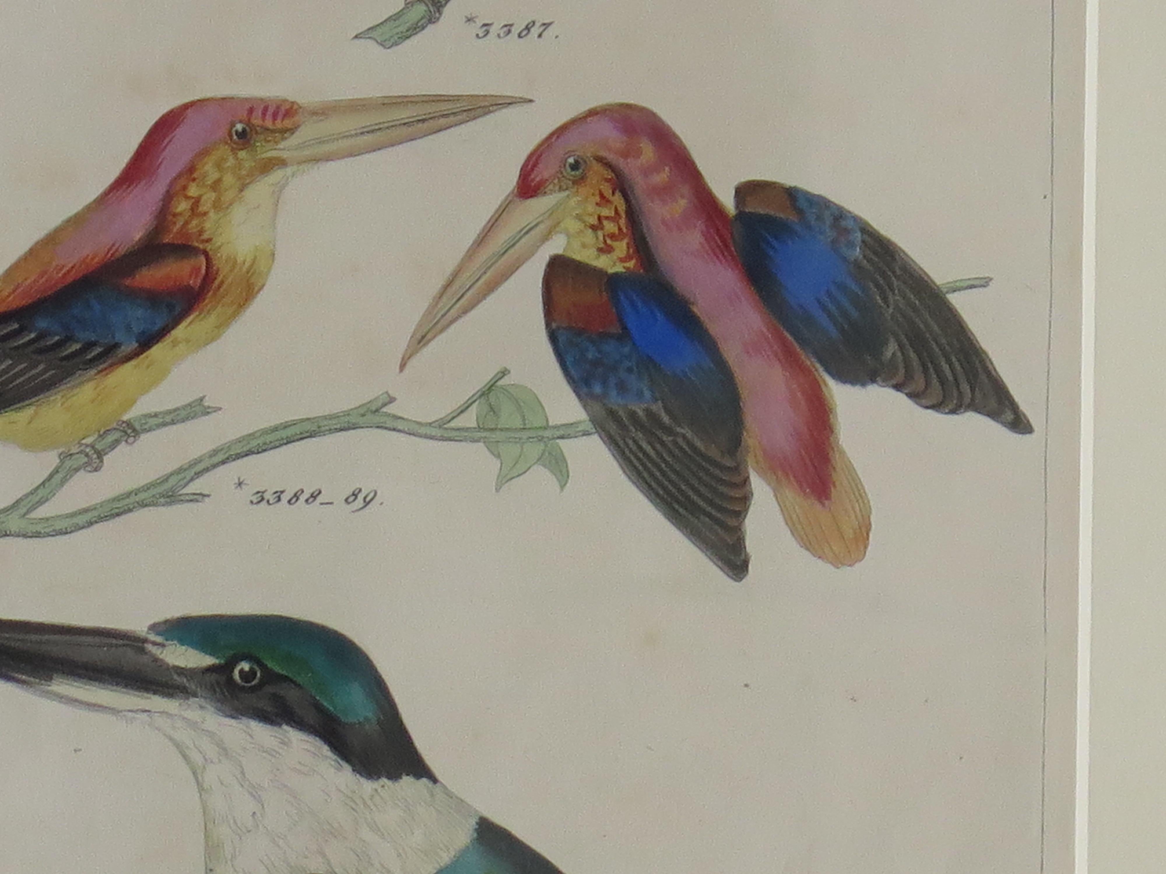 Glass Hand Coloured Framed Engraving of Kingfishers in the Audubon style, Mid 19th C For Sale