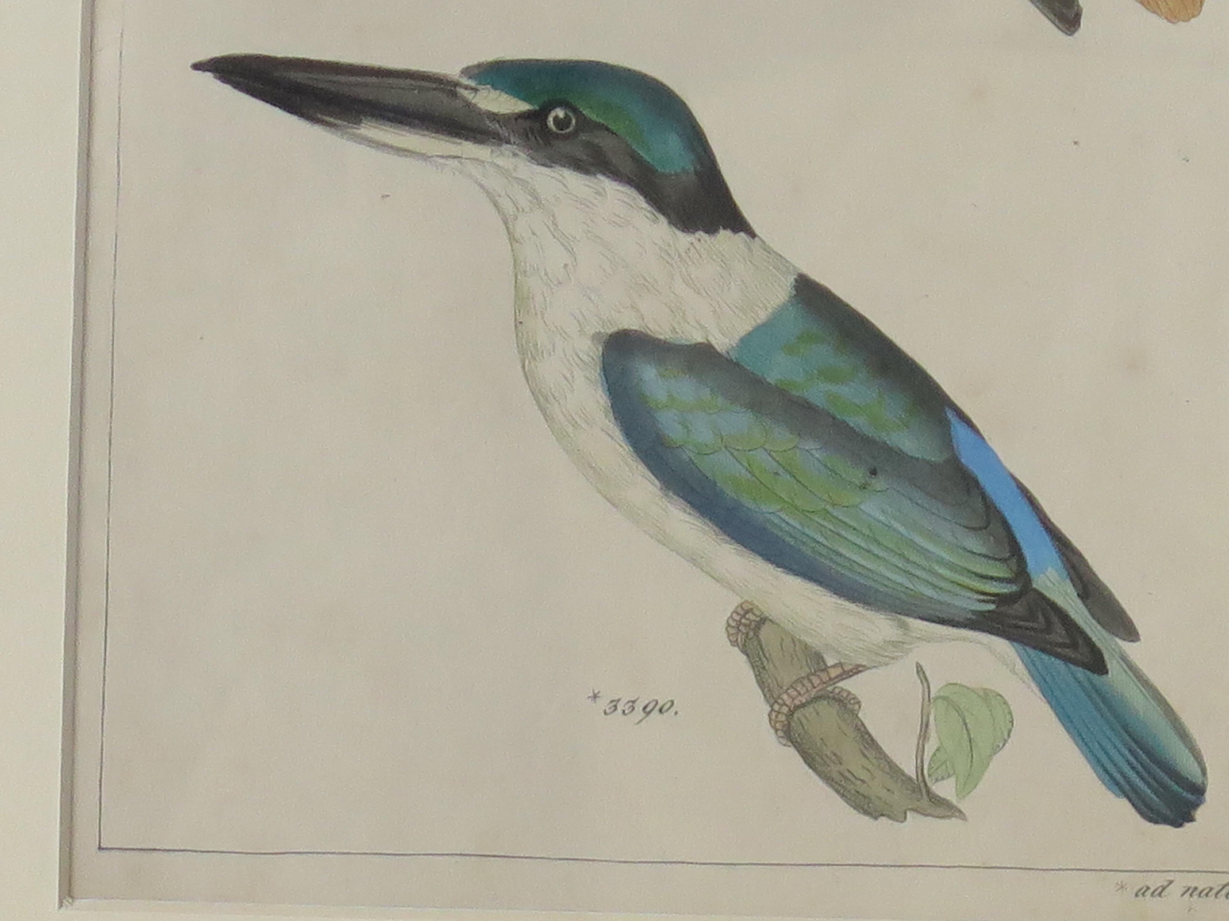 Hand Coloured Framed Engraving of Kingfishers in the Audubon style, Mid 19th C For Sale 1