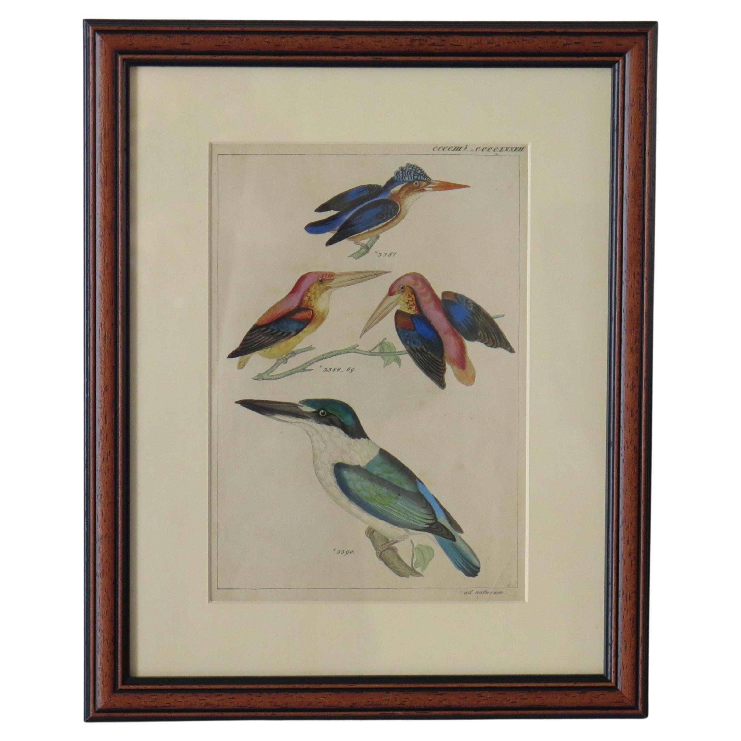 Hand Coloured Framed Engraving of Kingfishers in the Audubon style, Mid 19th C