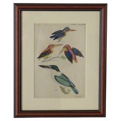 Antique Hand Coloured Framed Engraving of Kingfishers in the Audubon style, Mid 19th C