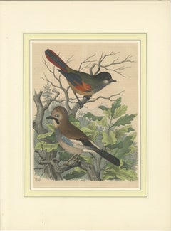 Hand-Coloured Lithograph of Eider Ducks by the Sea: An 1863 Coastal Study