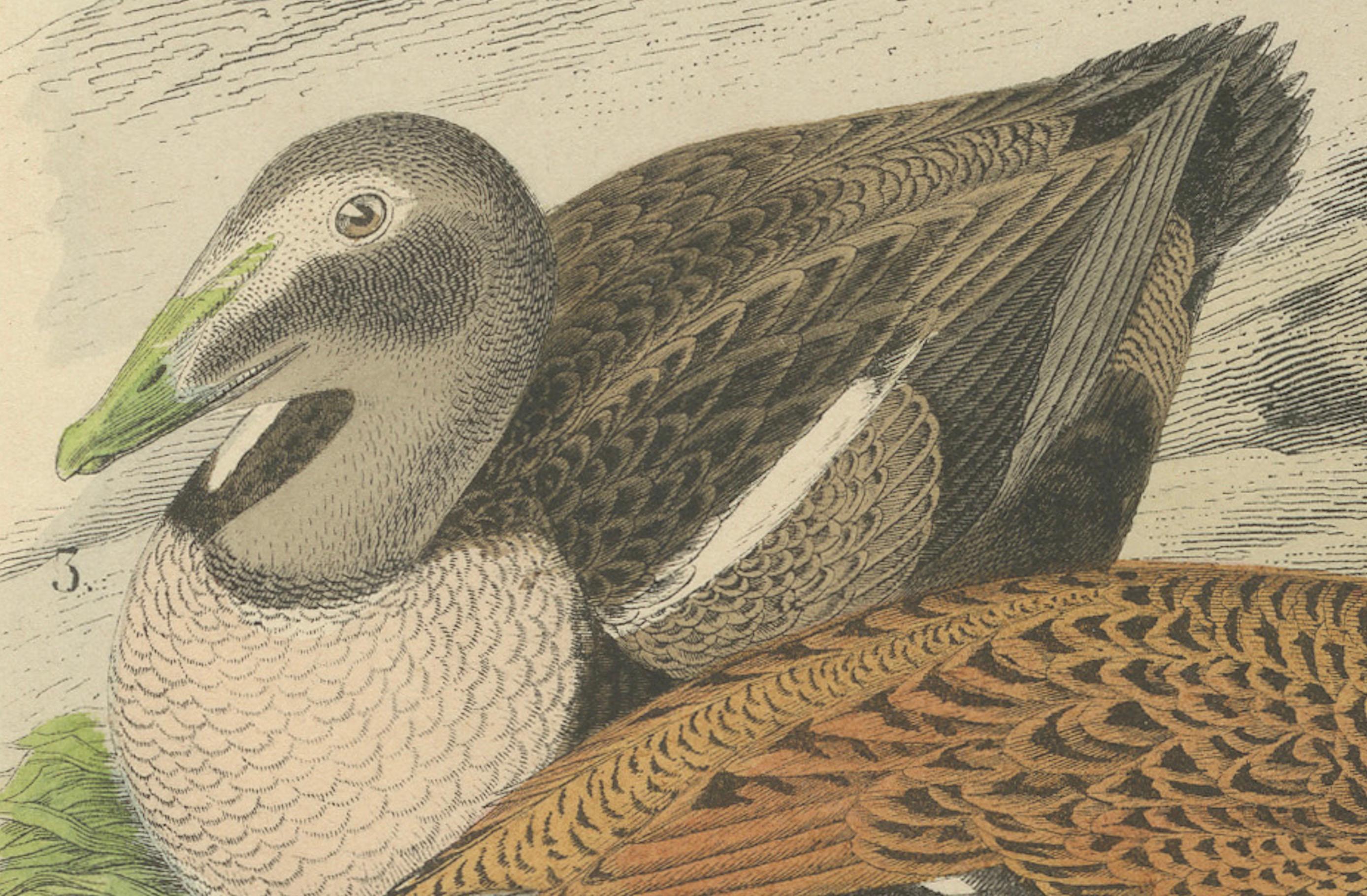 Handkolorierte Lithographie von Eider-Enten am Meer: Eine Küstenstudie von 1863 im Zustand „Gut“ im Angebot in Langweer, NL