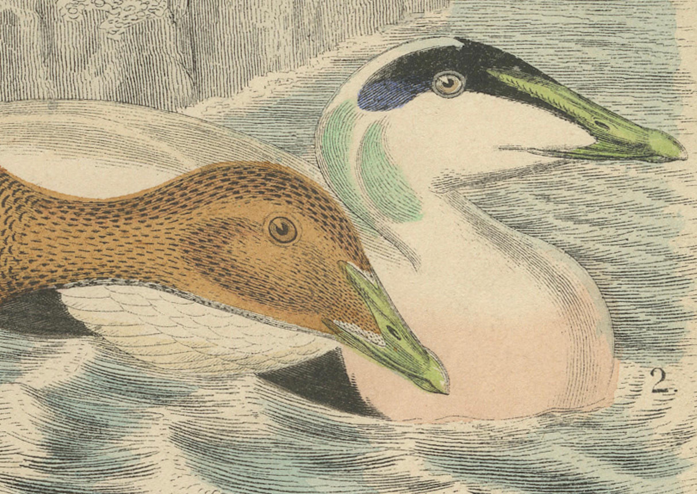 Handkolorierte Lithographie von Eider-Enten am Meer: Eine Küstenstudie von 1863 (Mittleres 19. Jahrhundert) im Angebot