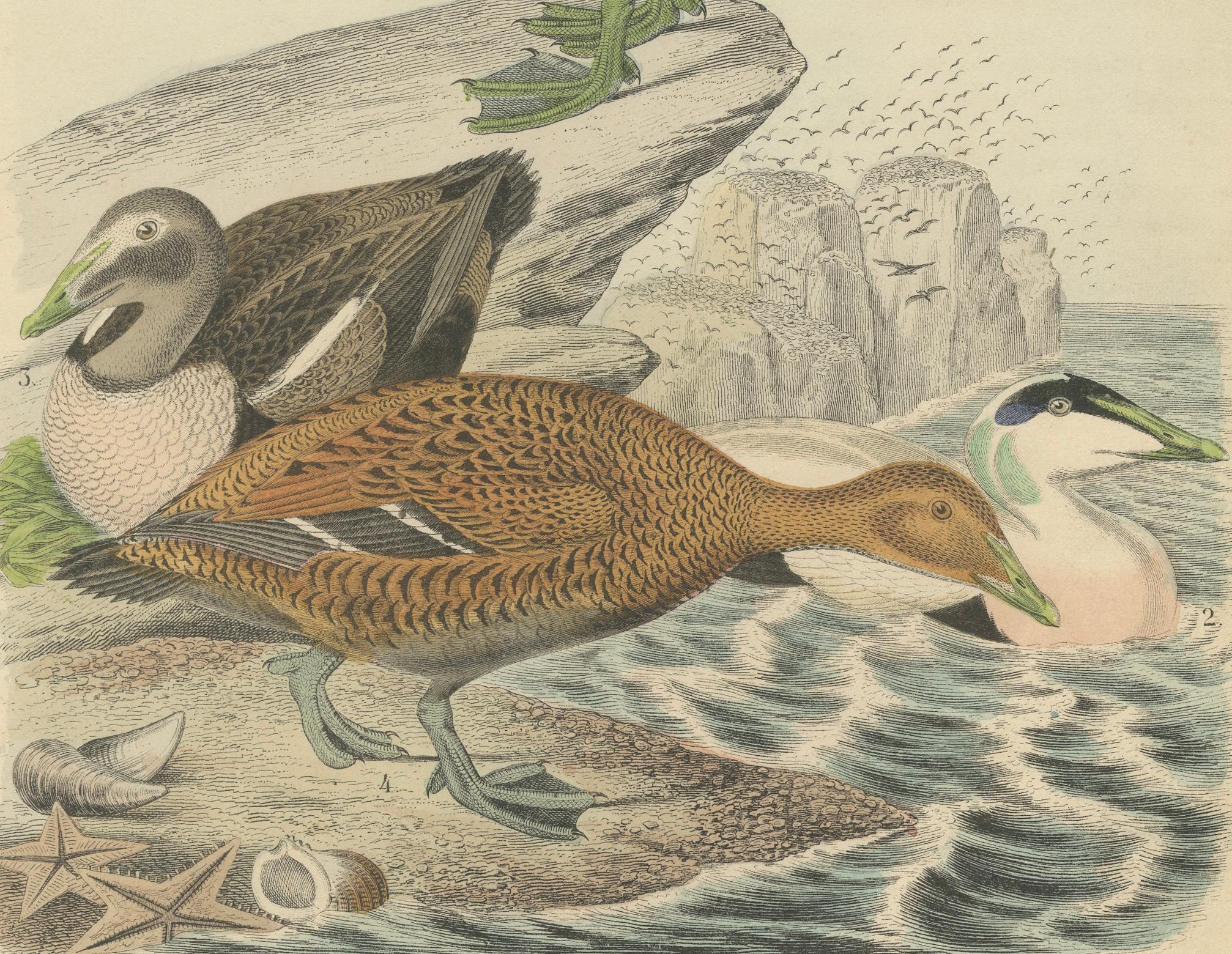 Handkolorierte Lithographie von Eider-Enten am Meer: Eine Küstenstudie von 1863 (Papier) im Angebot