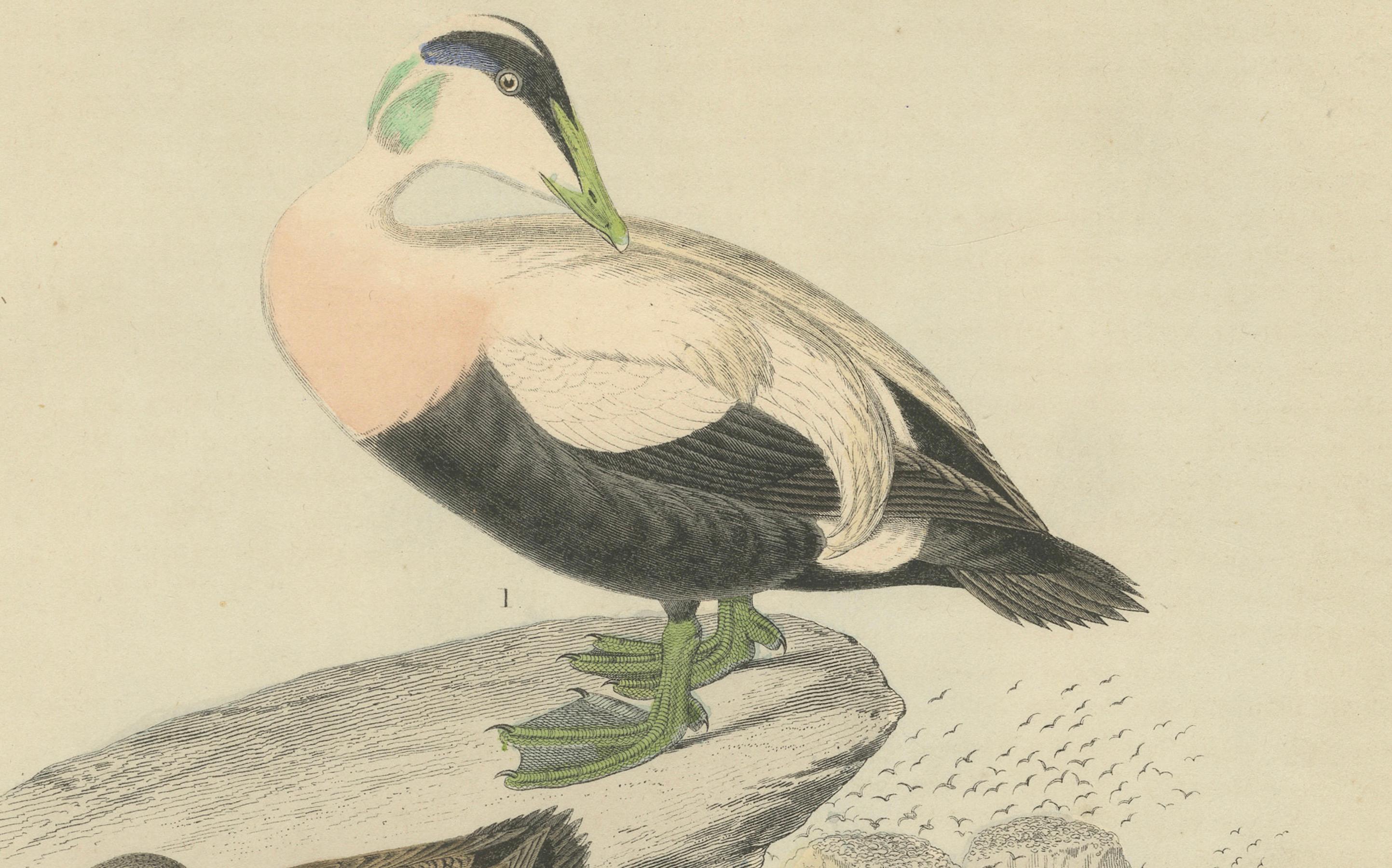 Handkolorierte Lithographie von Eider-Enten am Meer: Eine Küstenstudie von 1863 im Angebot 1