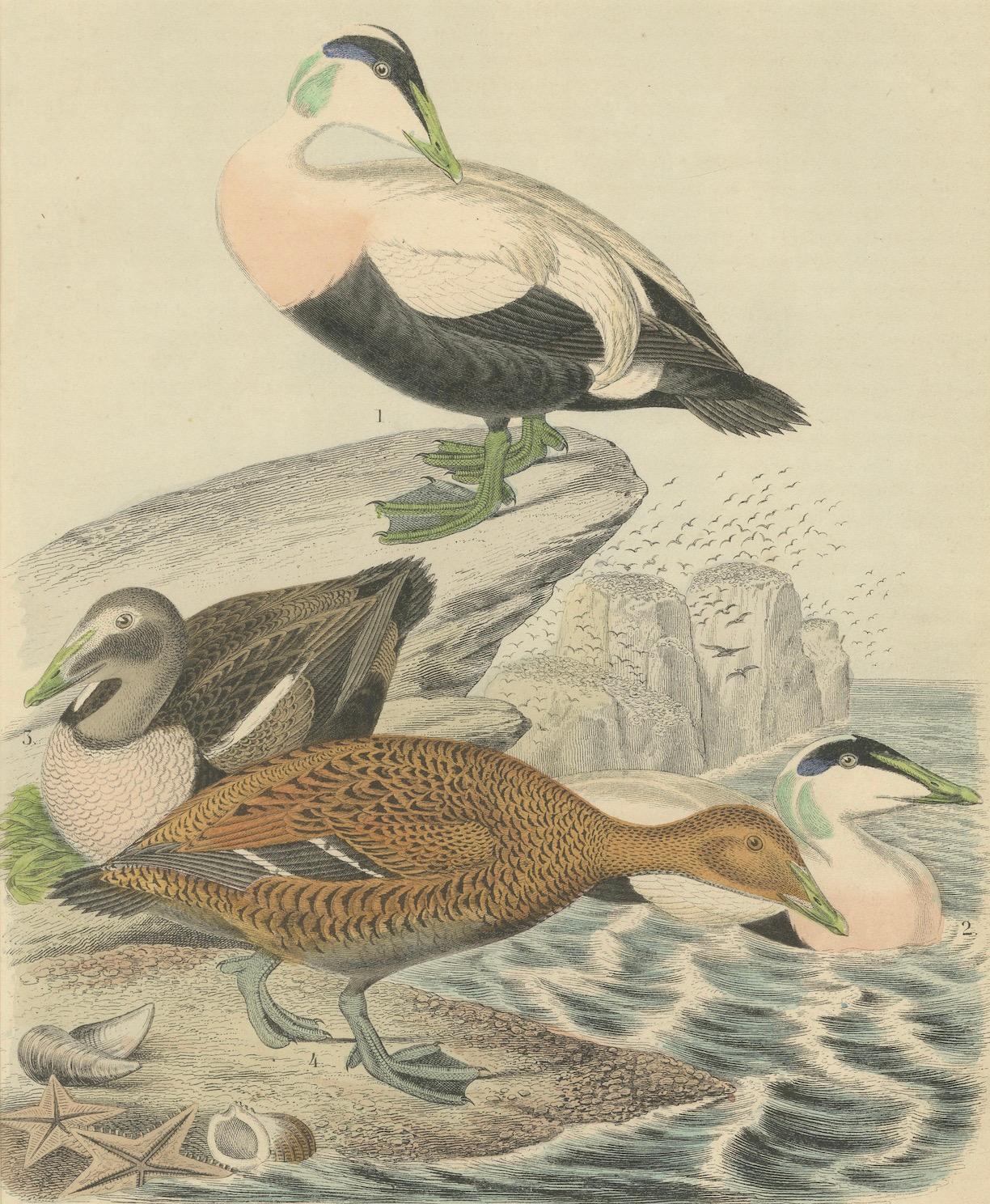 Handkolorierte Lithographie von Eider-Enten am Meer: Eine Küstenstudie von 1863 im Angebot 2