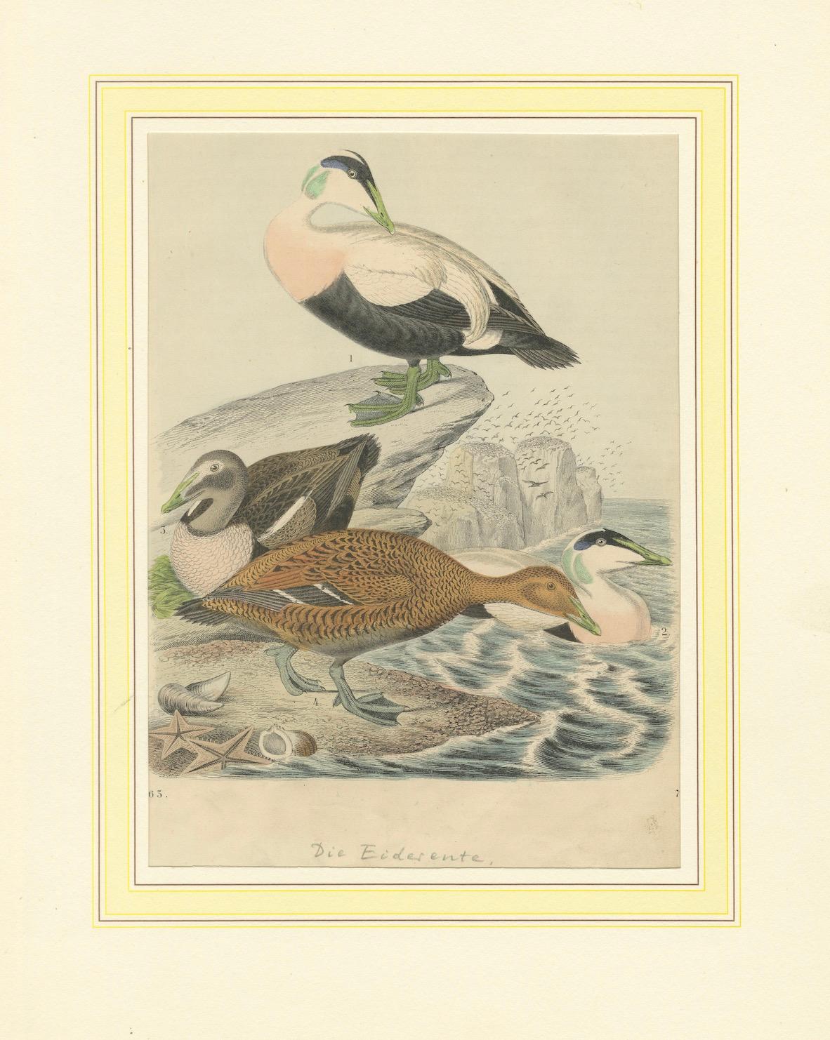 Handkolorierte Lithographie von Eider-Enten am Meer: Eine Küstenstudie von 1863 im Angebot 3