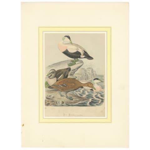 Hand-Coloured Lithograph of Eider Ducks by the Sea: An 1863 Coastal Study