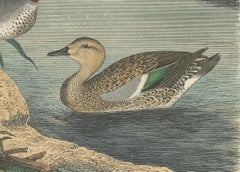 Hand-Coloured Lithograph of Graceful Ducks by the Water: An 1857 Avian Portrait
