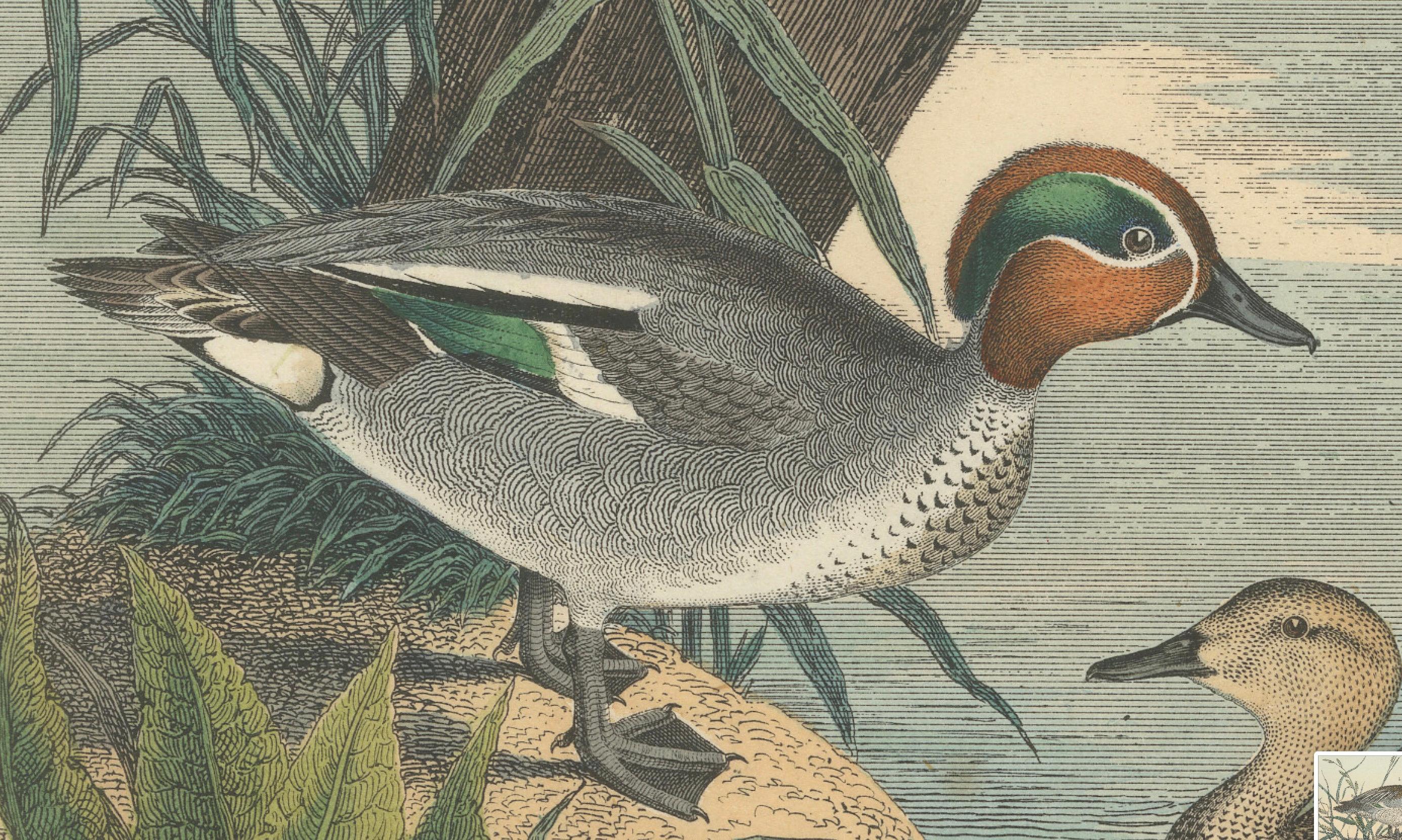 Handkolorierte Lithographie von anmutigen Enten am Wasser: Ein Luftfahrtporträt von 1857 im Zustand „Gut“ im Angebot in Langweer, NL