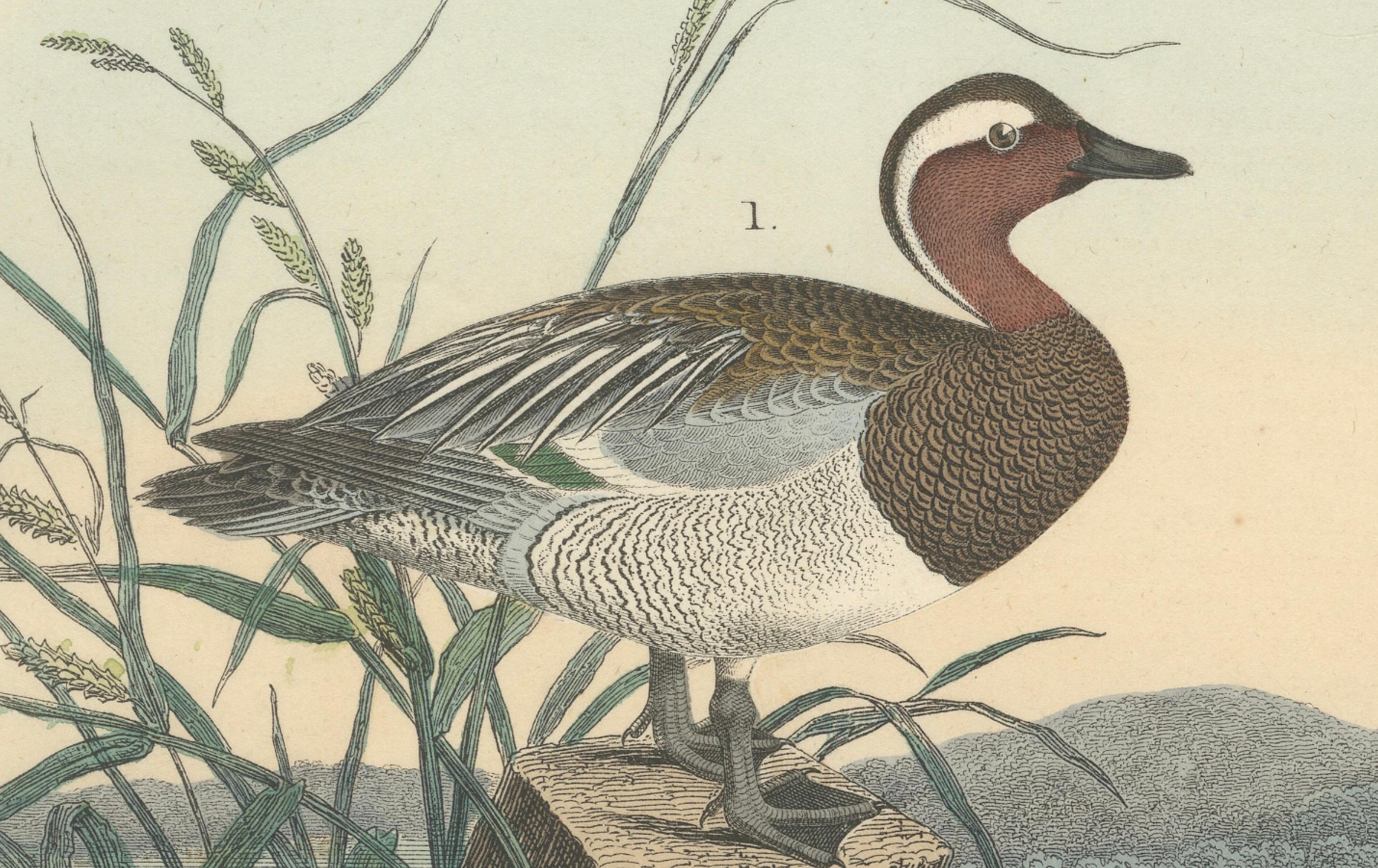 Handkolorierte Lithographie von anmutigen Enten am Wasser: Ein Luftfahrtporträt von 1857 (Mittleres 19. Jahrhundert) im Angebot