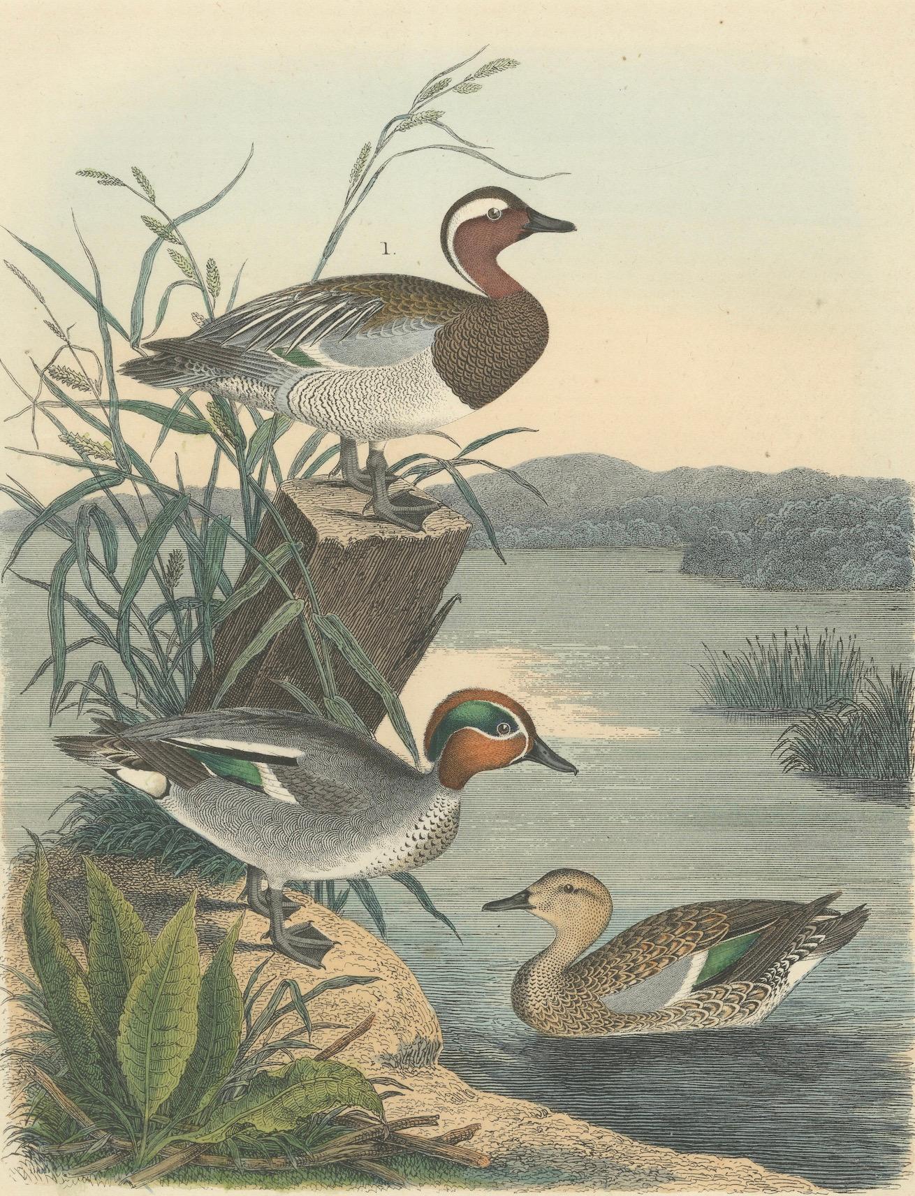 Handkolorierte Lithographie von anmutigen Enten am Wasser: Ein Luftfahrtporträt von 1857 (Papier) im Angebot