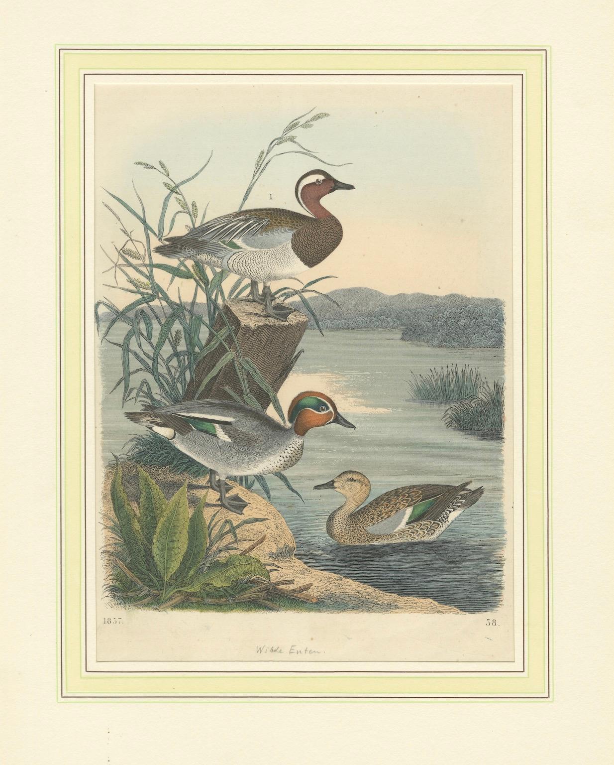 Handkolorierte Lithographie von anmutigen Enten am Wasser: Ein Luftfahrtporträt von 1857 im Angebot 1