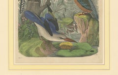 Hand-Coloured Lithograph of Kingfishers in Serenity: An 1852 Riverside Study