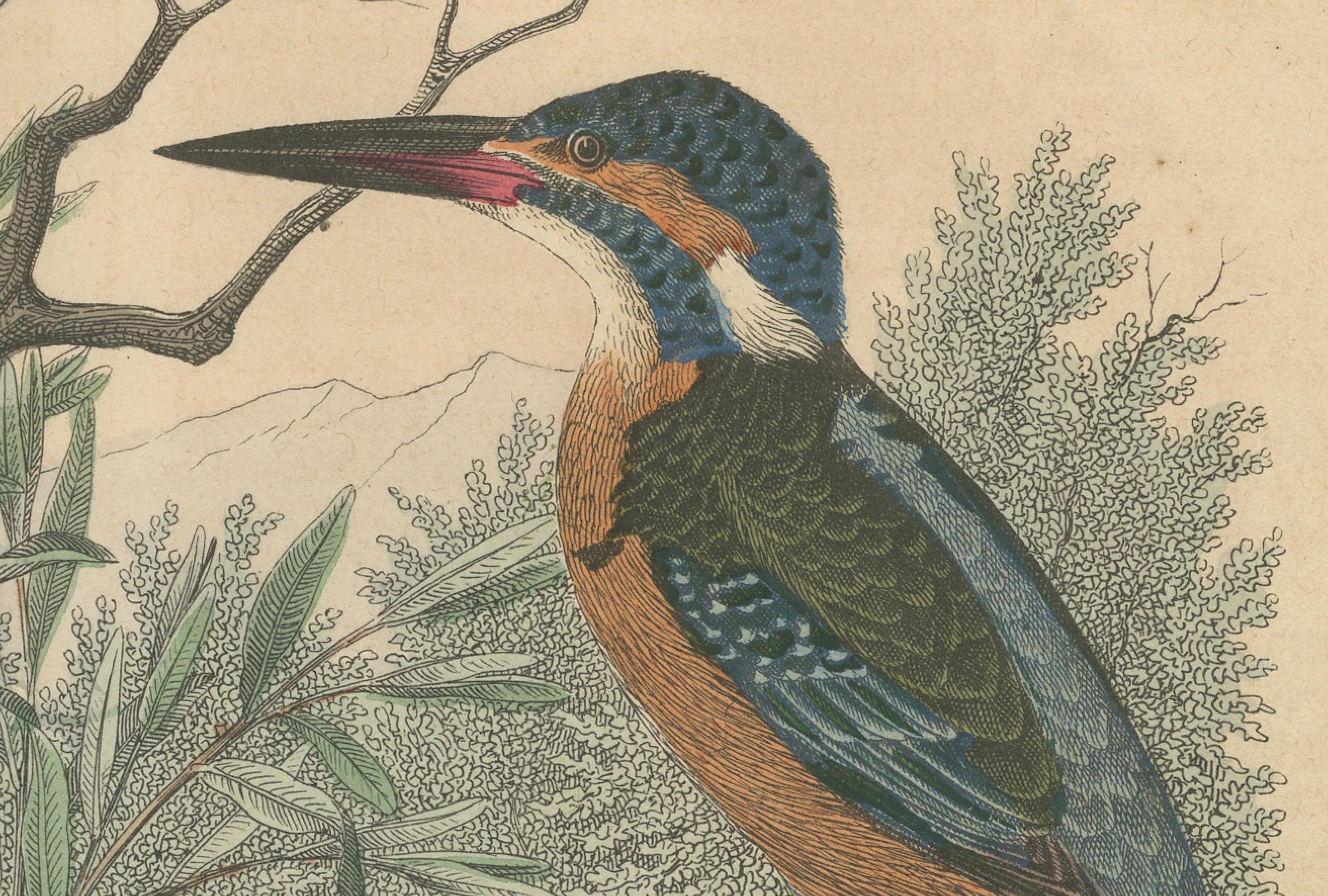 Mid-19th Century Hand-Coloured Lithograph of Kingfishers in Serenity: An 1852 Riverside Study For Sale