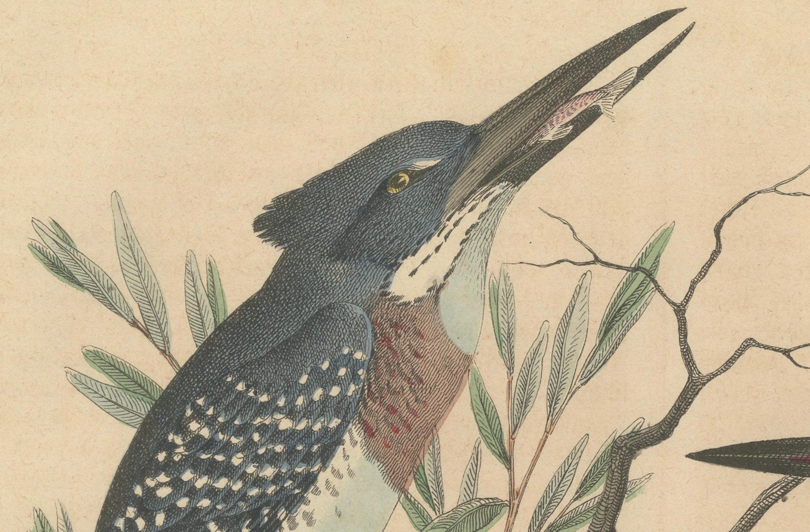 Paper Hand-Coloured Lithograph of Kingfishers in Serenity: An 1852 Riverside Study For Sale