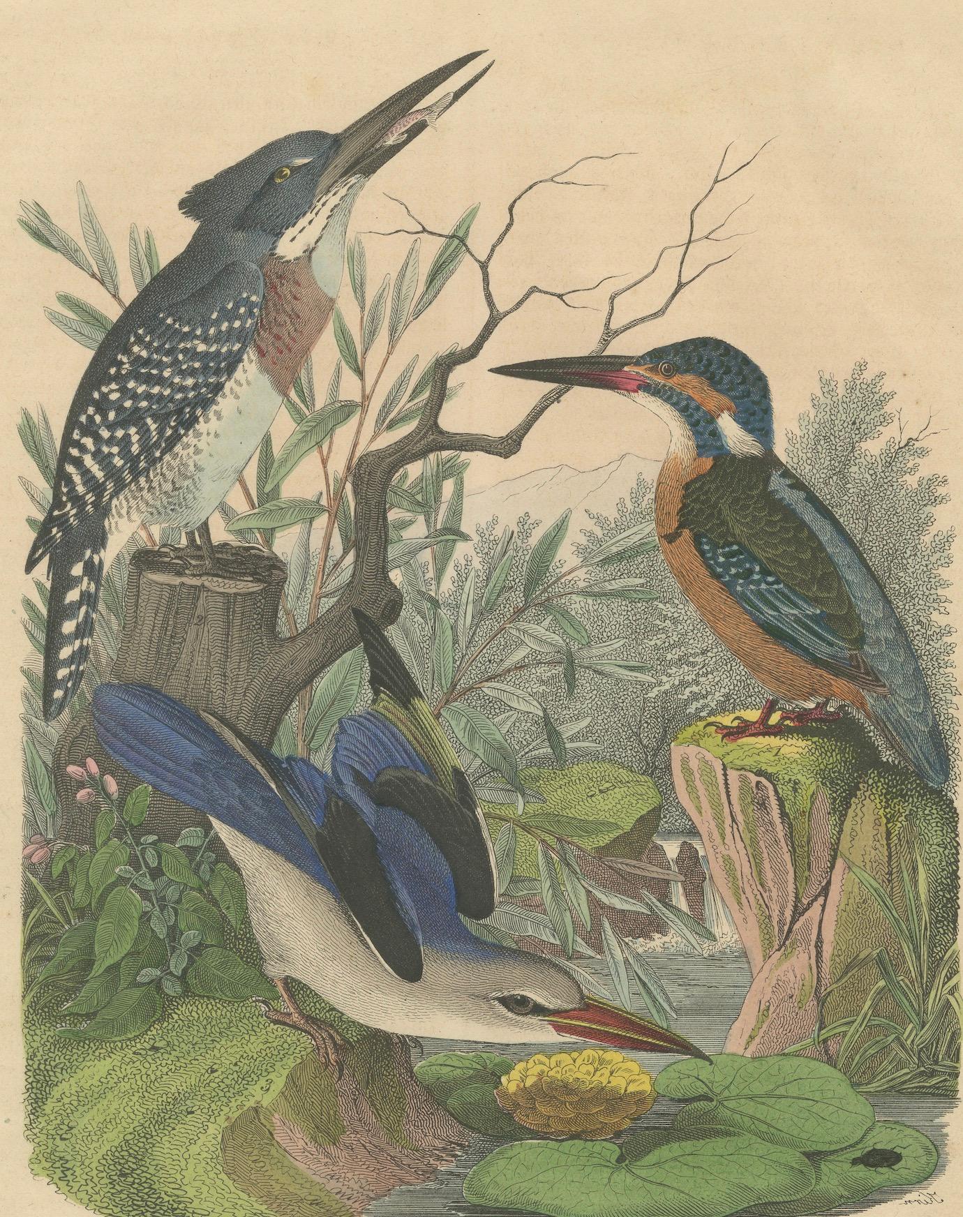 Hand-Coloured Lithograph of Kingfishers in Serenity: An 1852 Riverside Study For Sale 2