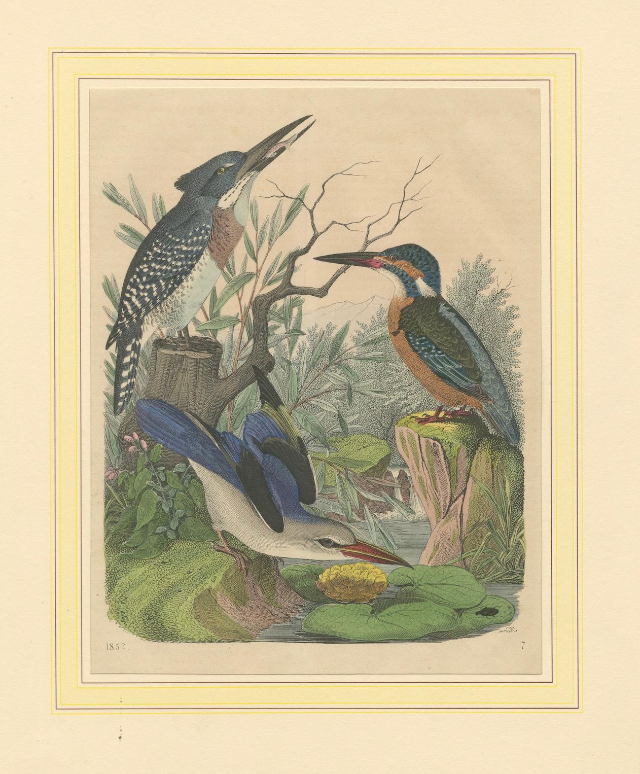 Hand-Coloured Lithograph of Kingfishers in Serenity: An 1852 Riverside Study For Sale 3
