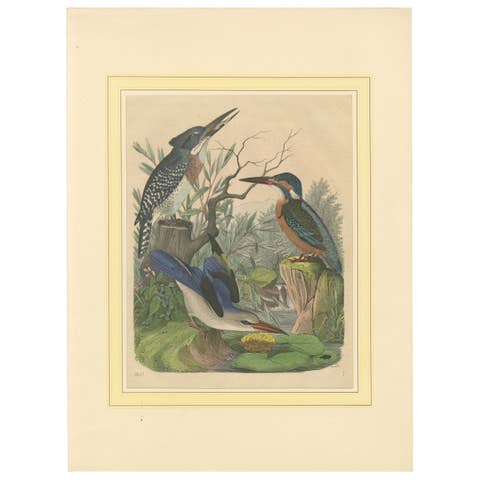 Hand-Coloured Lithograph of Kingfishers in Serenity: An 1852 Riverside Study