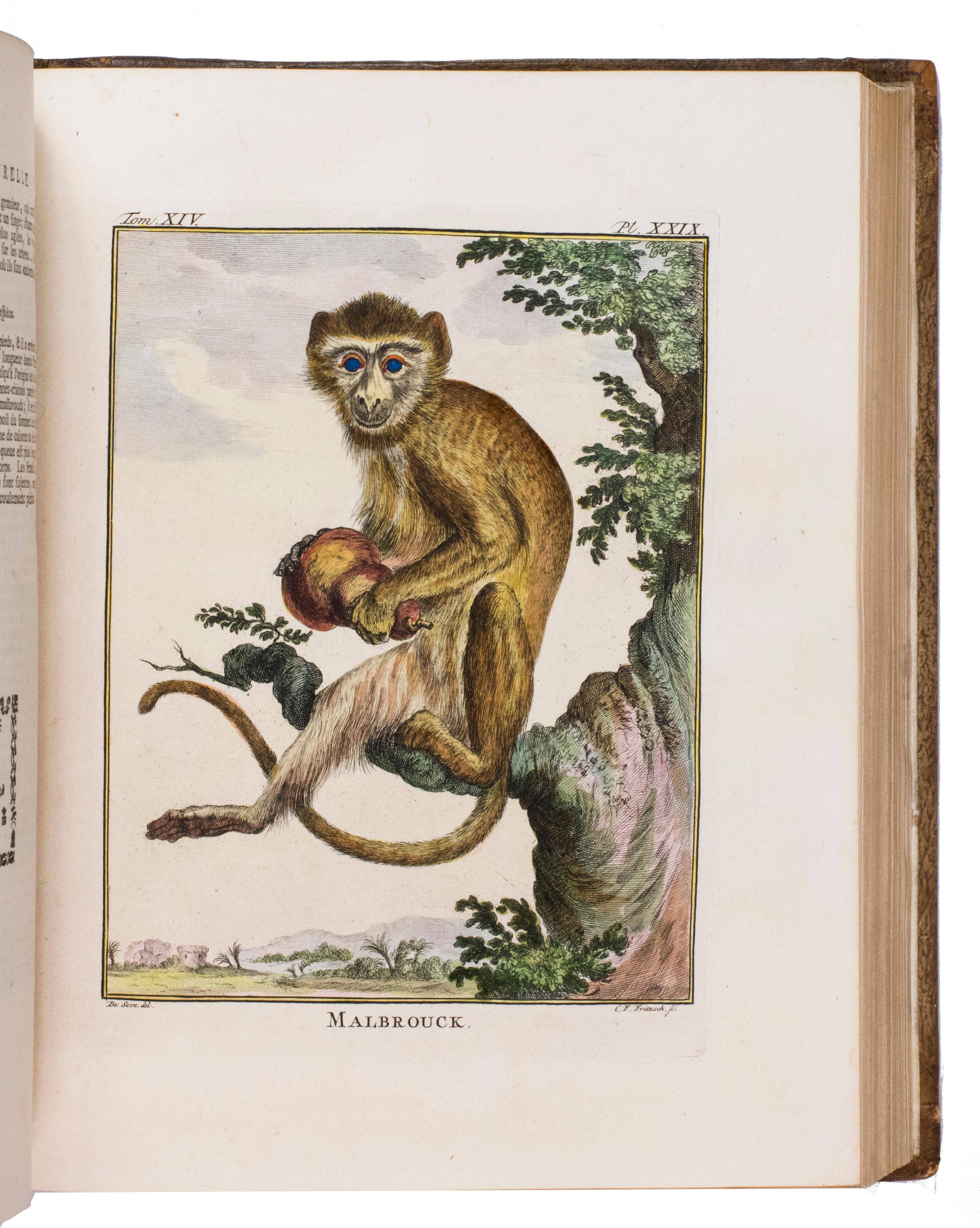 Hand-coloured set of Buffon’s Histoire naturelle in its most luxurious form For Sale 6