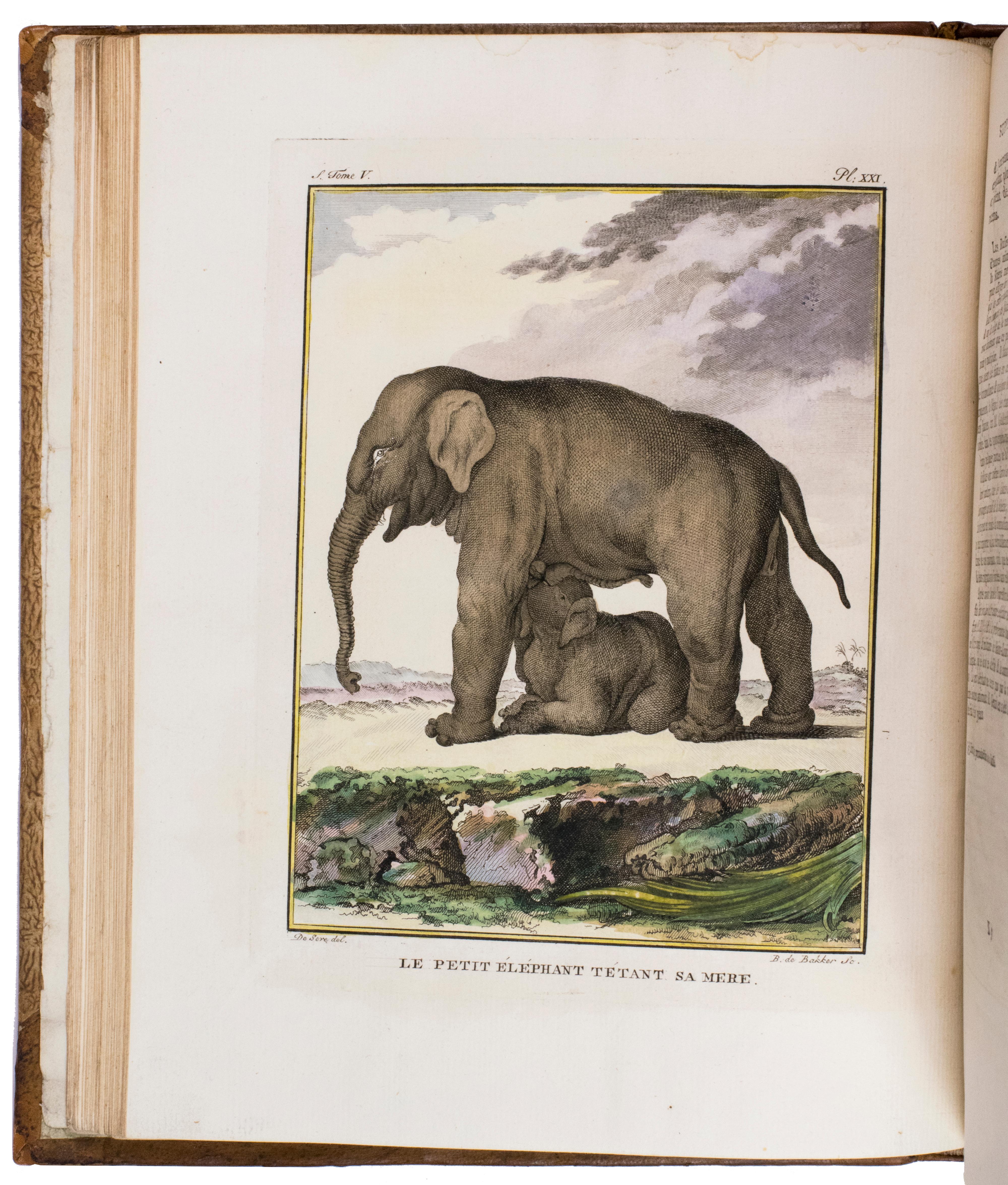 Hand-coloured set of Buffon’s Histoire naturelle in its most luxurious form For Sale 9