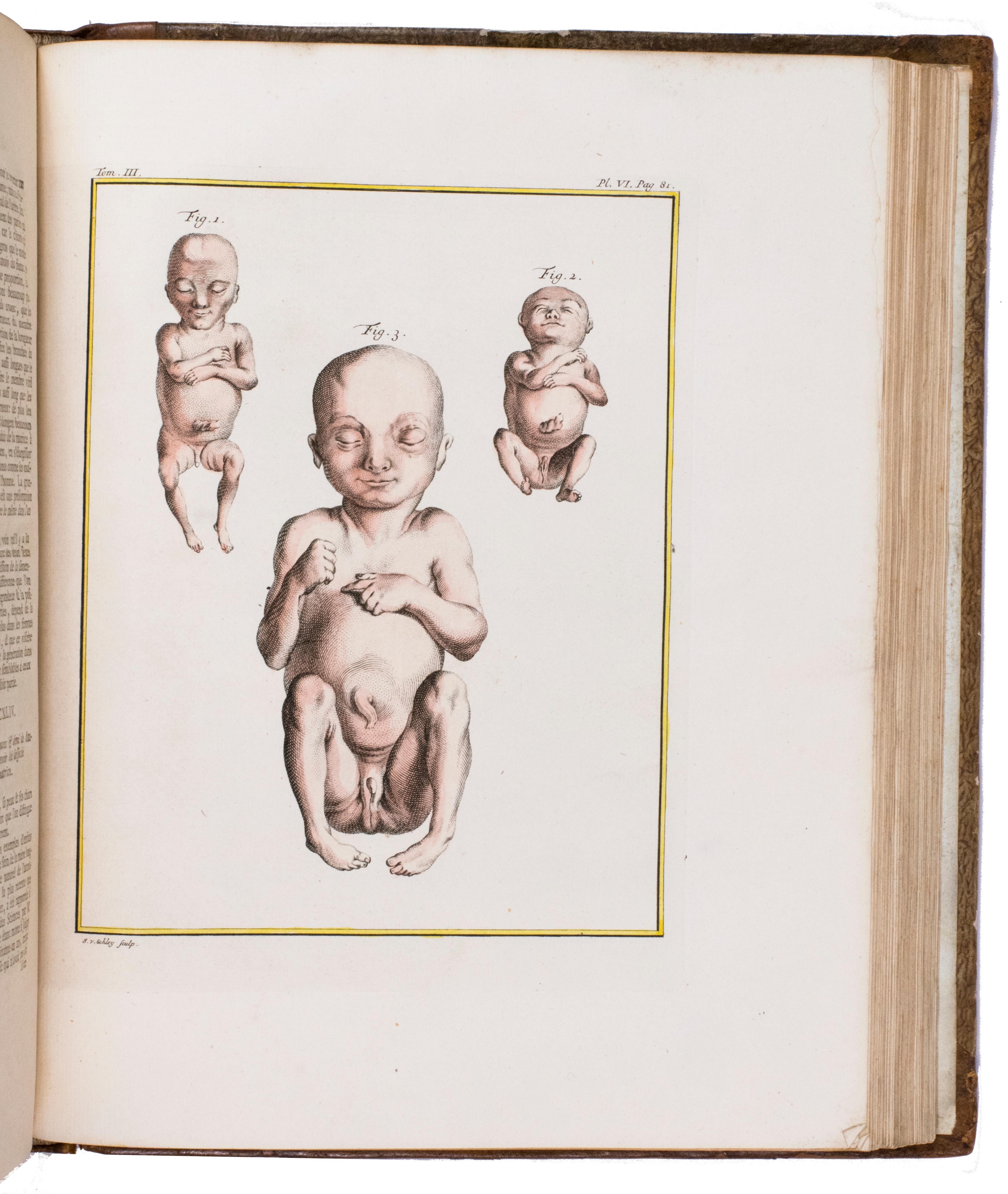 Dutch Hand-coloured set of Buffon’s Histoire naturelle in its most luxurious form For Sale