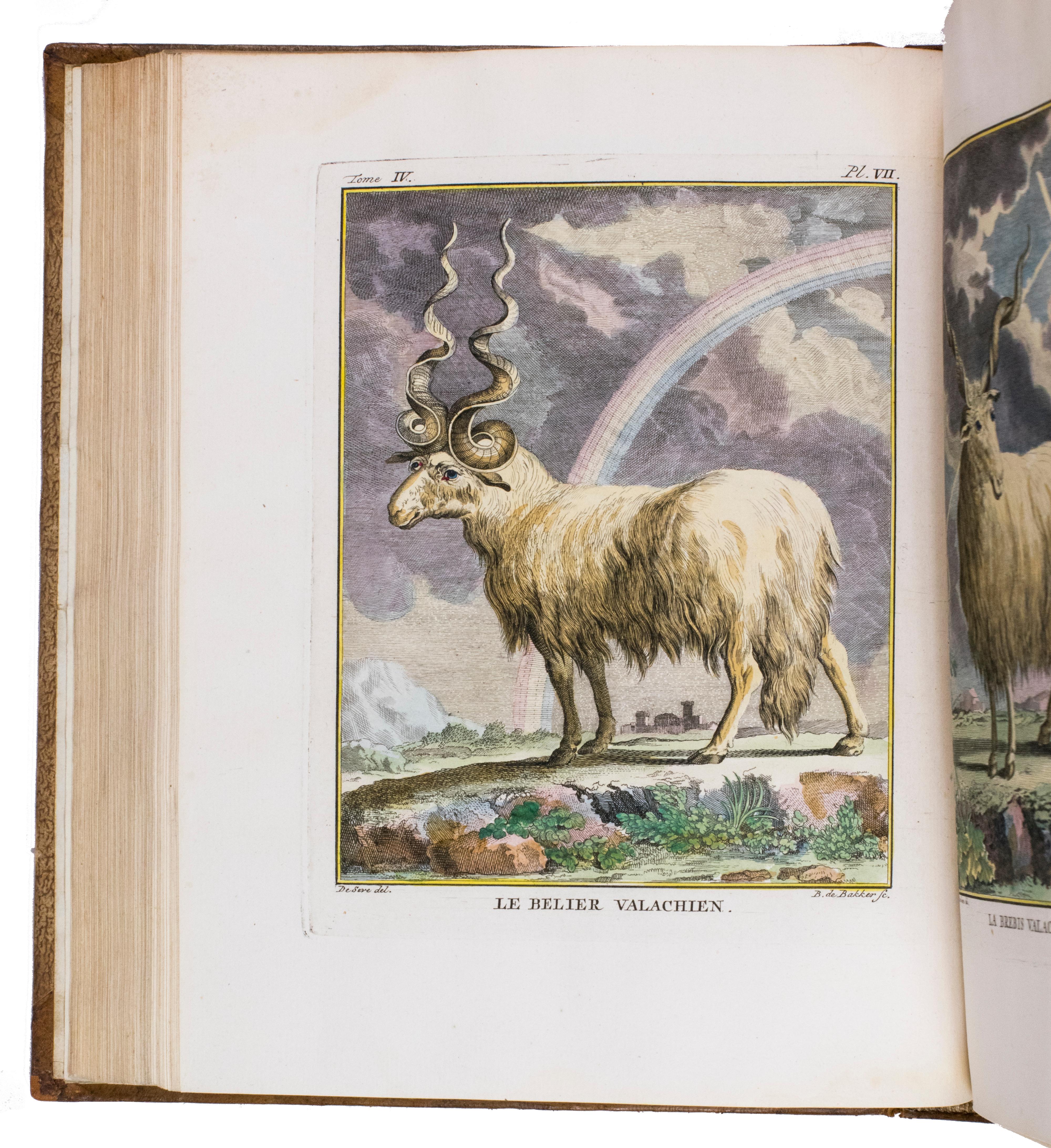 Série coloriée à la main de l'Histoire naturelle de Buffon dans sa forme la plus luxueuse. en vente 1