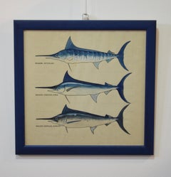 Hand-Drawn Illustration of Marlin (Makaira), In the Style of Walter Stackpool