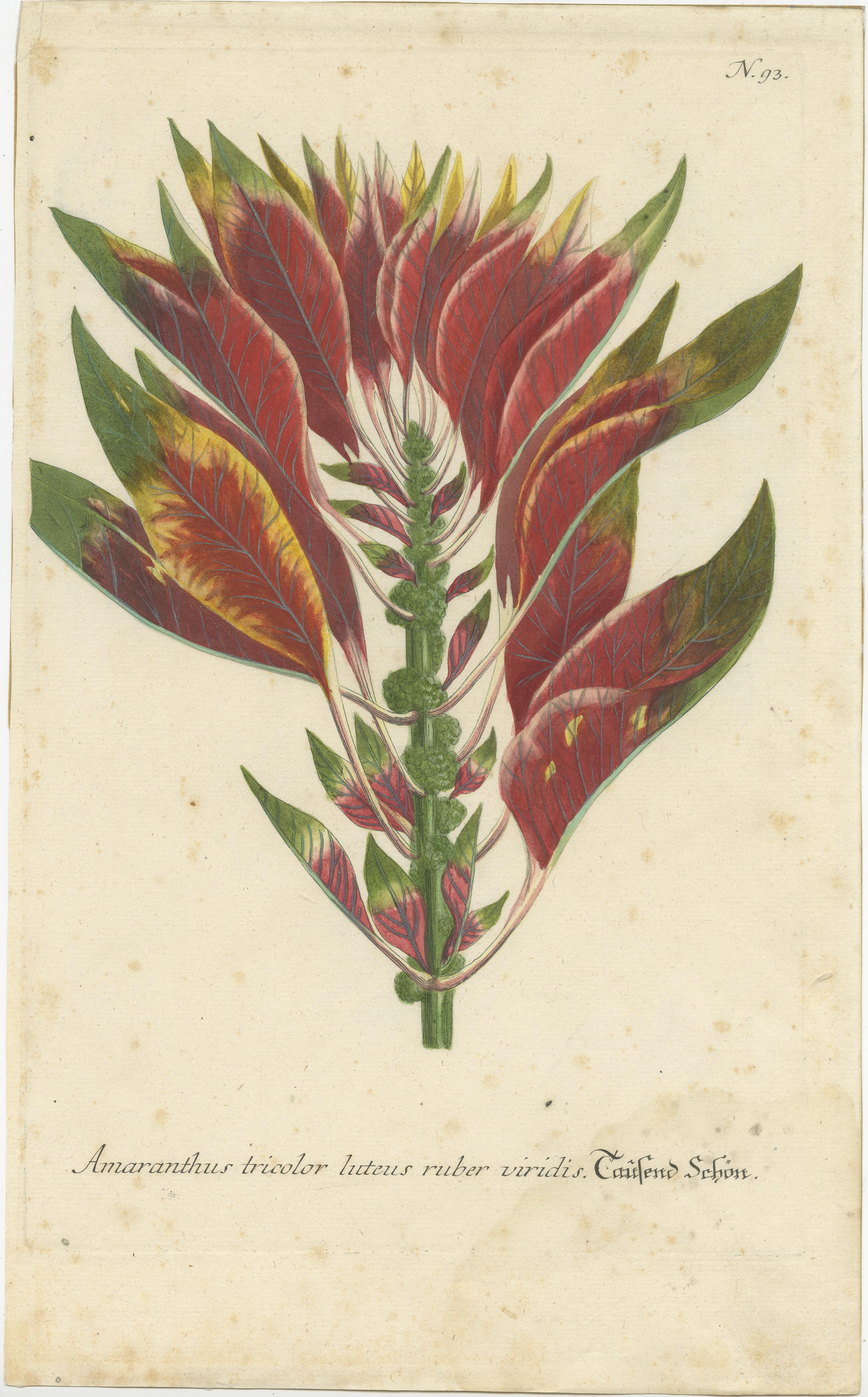 Antique print titled 'Amaranthus tricolor (..)'. Hand-finished mezzotint engraving of amaranthus tricolor, known as edible amaranth. This print originates from 'Phytanthoza Iconographia' by Johann Wilhelm Weinmann. Published circa 1740. 

Johann