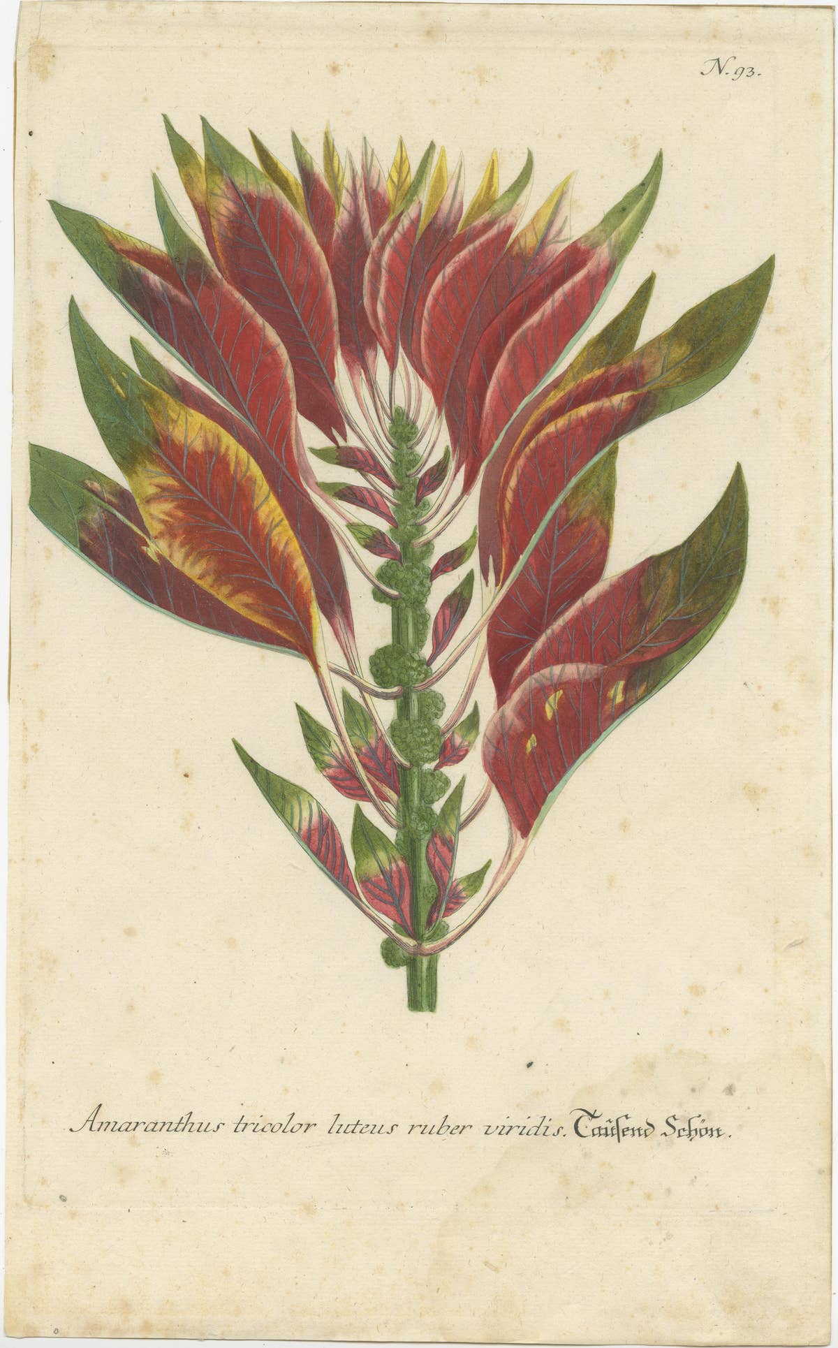 Hand-finished Mezzotint Engraving of Amaranthus Tricolor