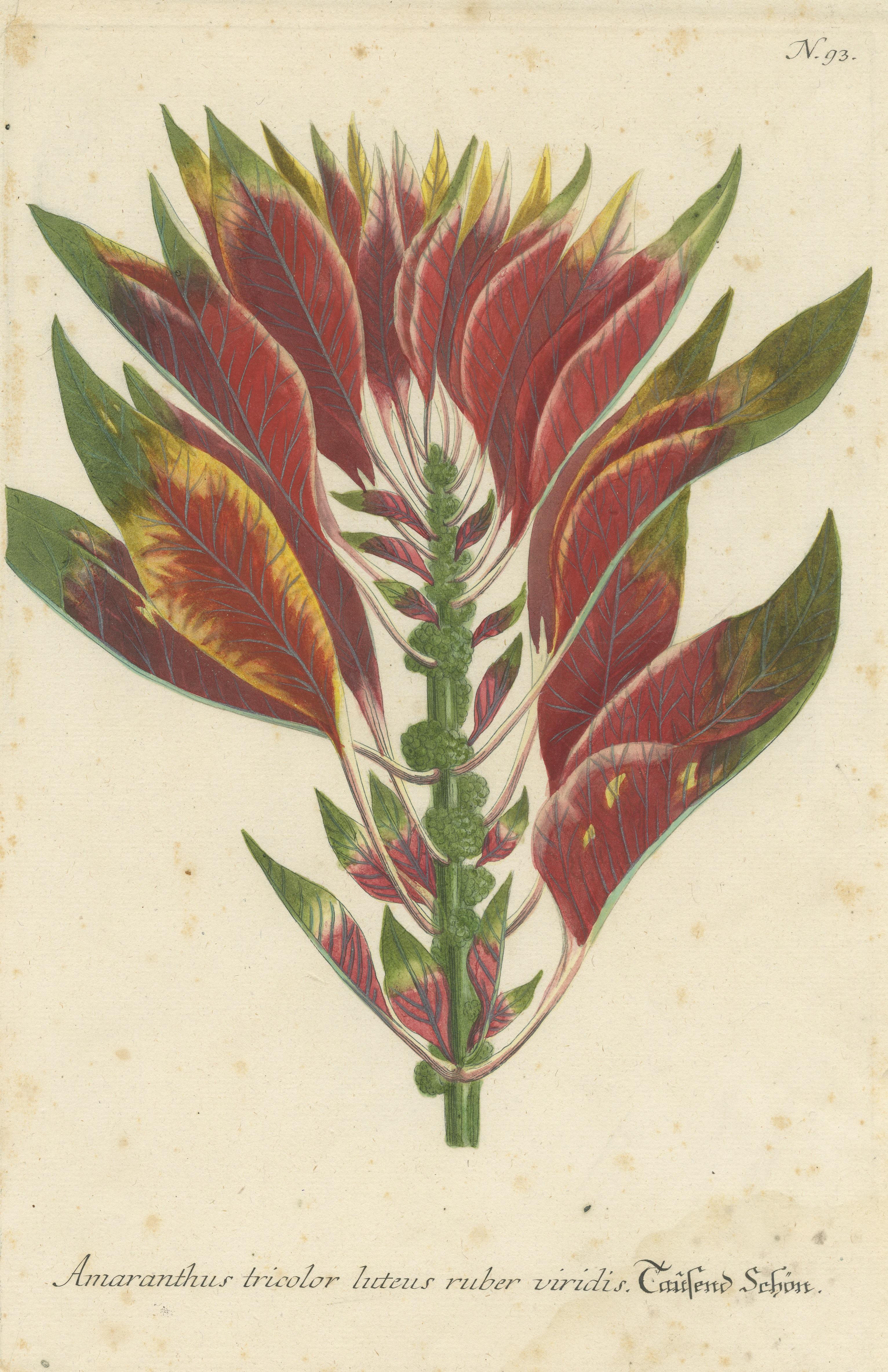 Hand-finished Mezzotint Engraving of Amaranthus Tricolor In Fair Condition For Sale In Langweer, NL