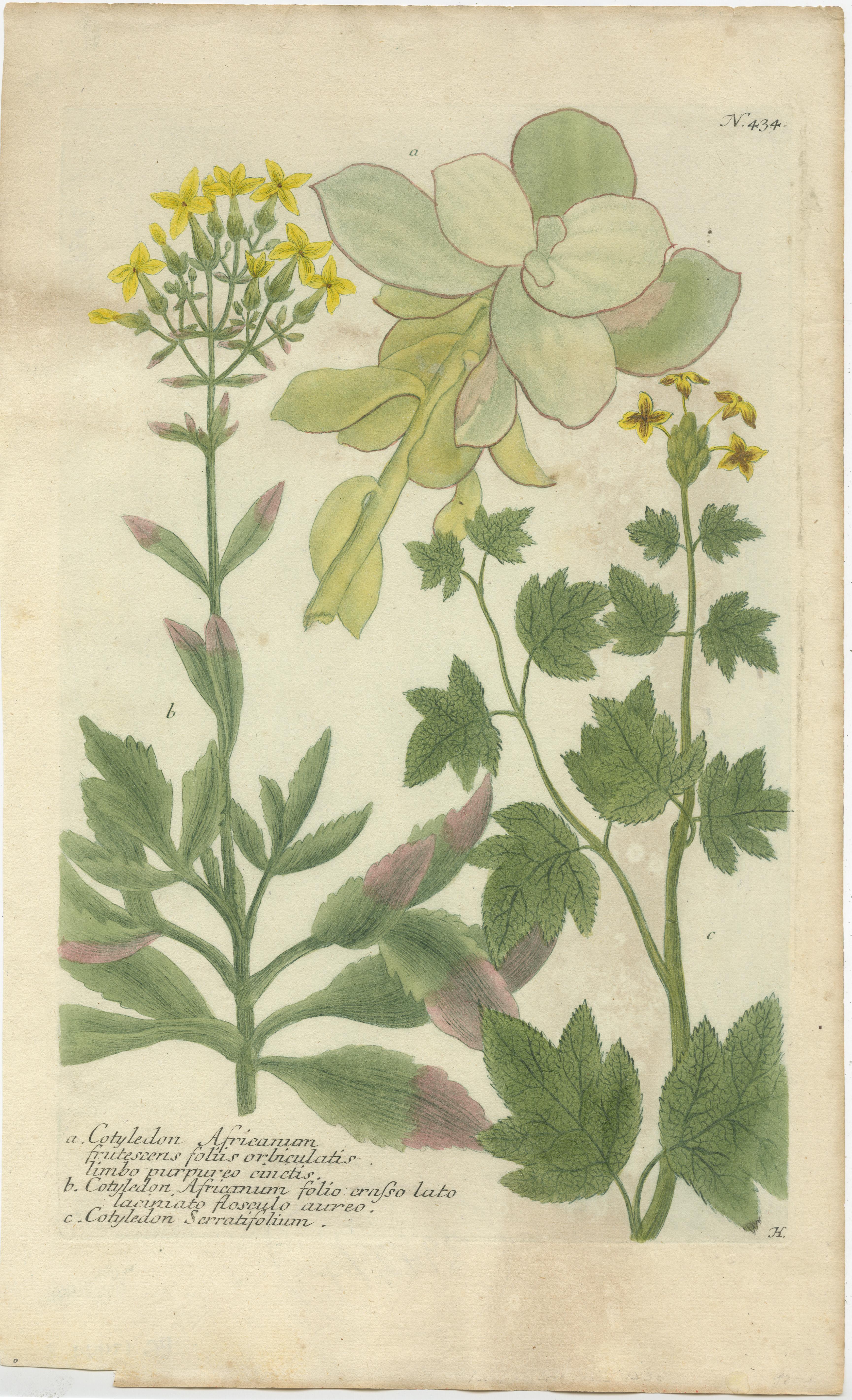 Antiker Druck mit dem Titel 'Cotyledon Africanum (..)'. Handgefertigter Schabkunststich von drei Keimblattsorten. Dieser Druck stammt aus der 