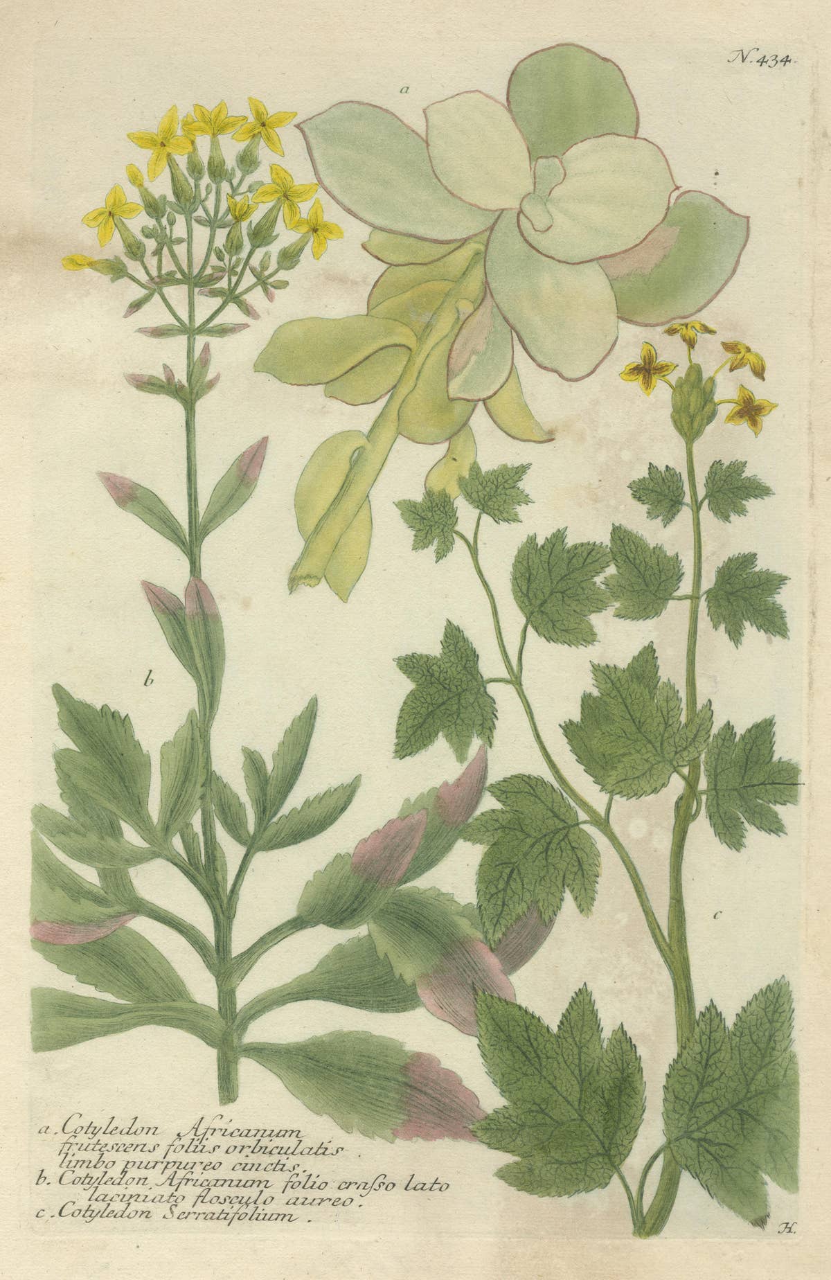 Hand-finished Mezzotint Engraving of three Cotyledon species