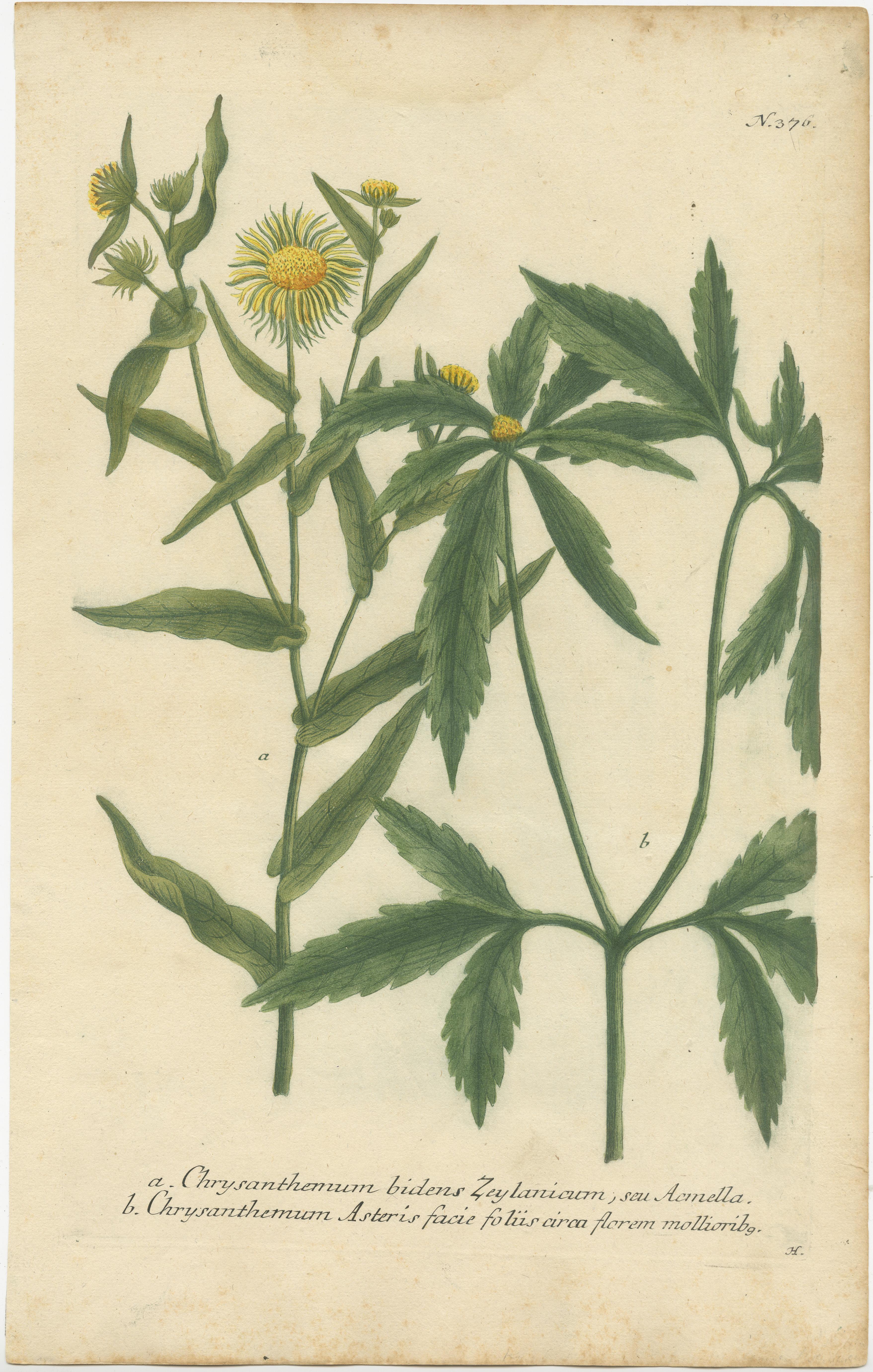 Antique print titled 'Chrysanthemum bidens (..)'. Hand-finished mezzotint engraving of two chrysanthemum species. This print originates from 'Phytanthoza Iconographia' by Johann Wilhelm Weinmann. Published circa 1740. 

Johann Wilhelm Weinmann was