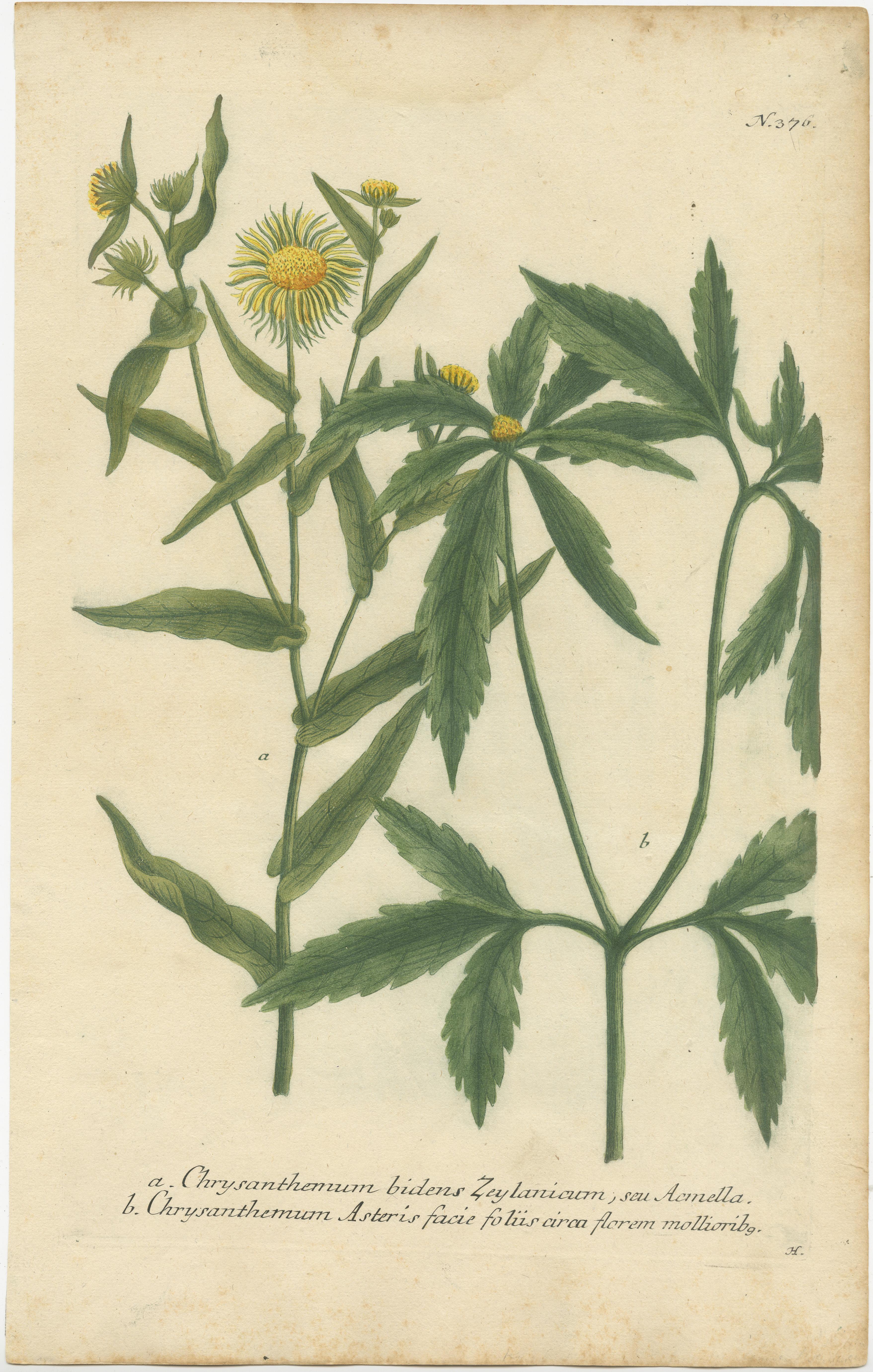 Gravure ancienne intitulée 'Chrysanthemum bidens (..)'. Gravure en mezzotinte finie à la main de deux espèces de chrysanthèmes. Cette estampe est tirée de 