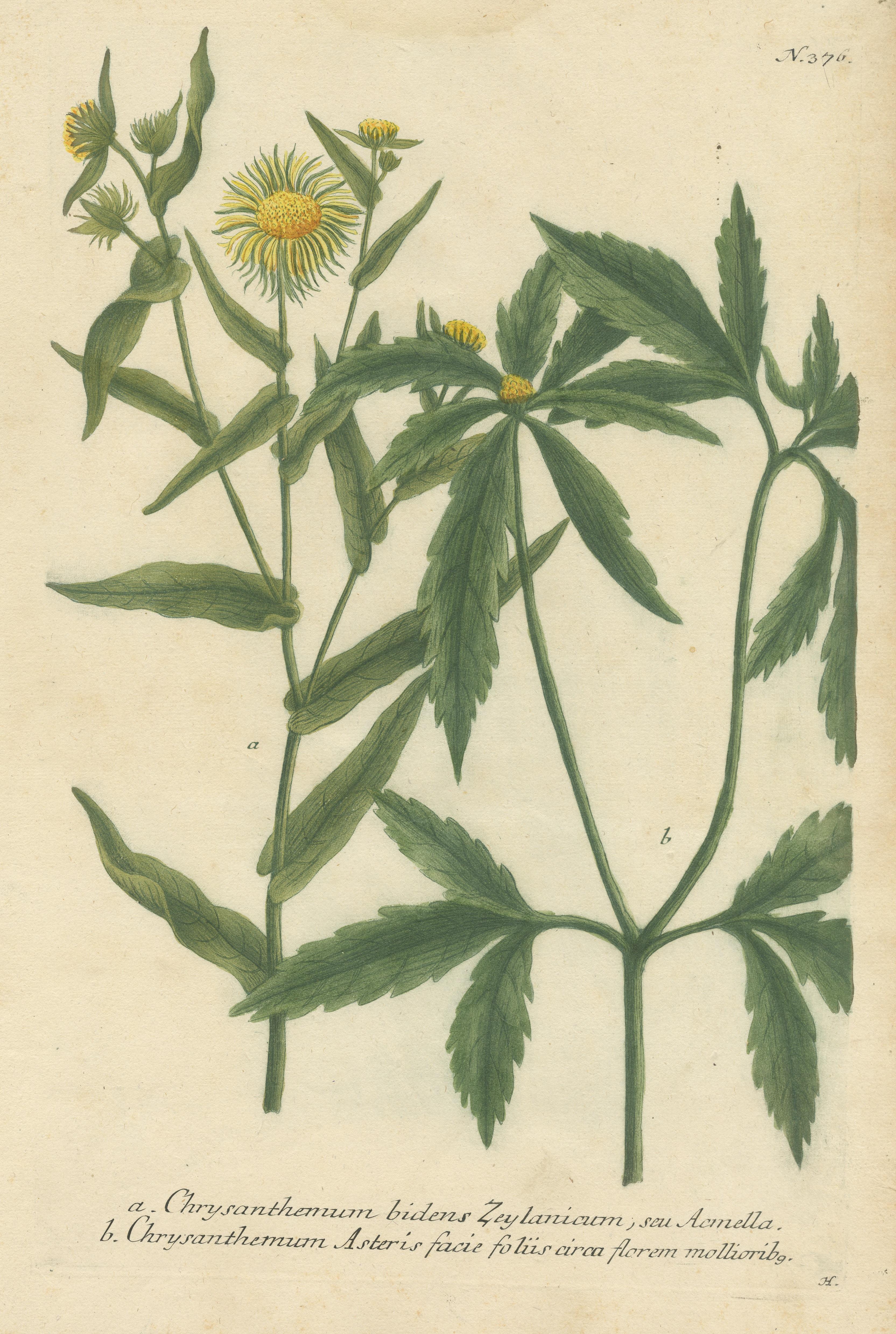 Hand-finished Mezzotint Engraving of two Chrysanthemum species In Fair Condition For Sale In Langweer, NL