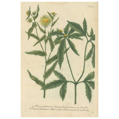 Hand-finished Mezzotint Engraving of two Chrysanthemum species