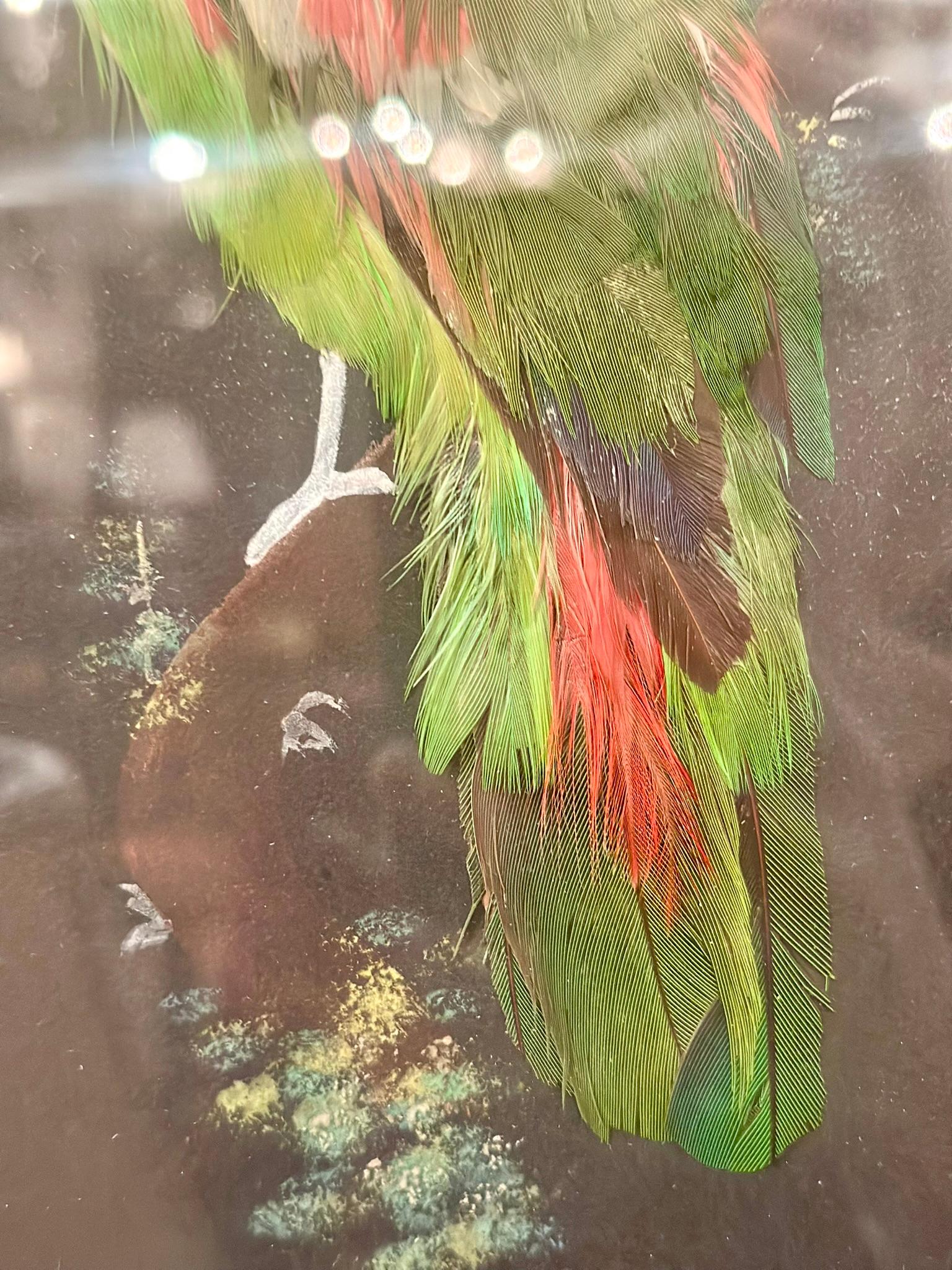 Piume Collezione di piume di uccelli del sud della Florida in cornice, realizzata a mano e opacizzata in America in vendita