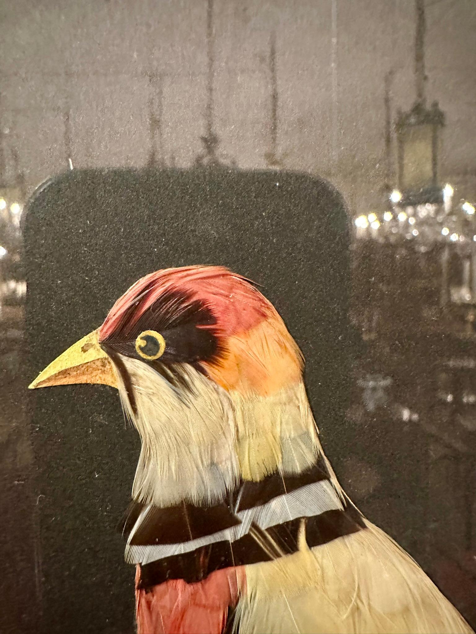 Collezione di piume di uccelli del sud della Florida in cornice, realizzata a mano e opacizzata in America in vendita 1