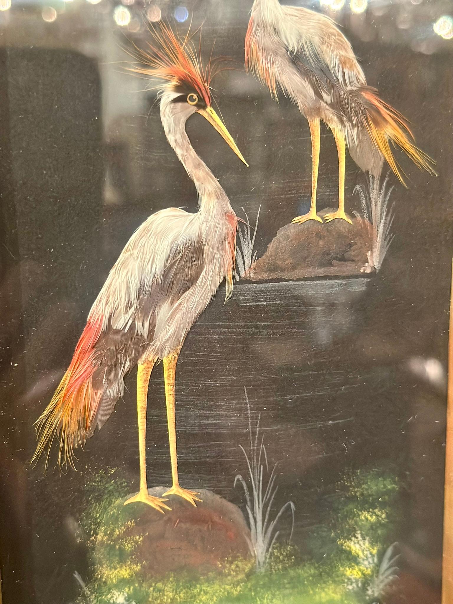 Collezione di piume di uccelli del sud della Florida in cornice, realizzata a mano e opacizzata in America in vendita 3