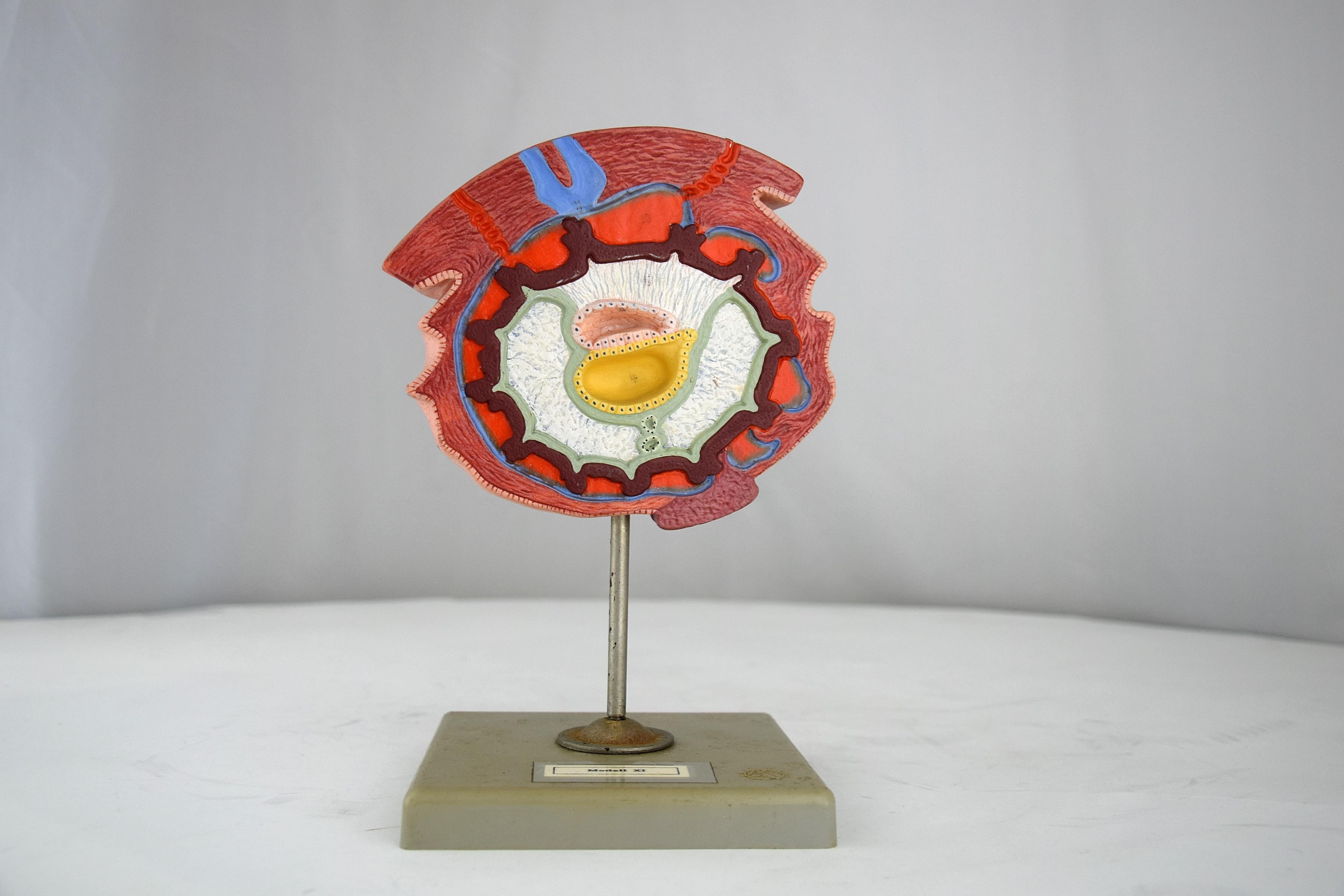 Handmade Mid-Century Modern Anatomical Cell Division Models For Sale 7