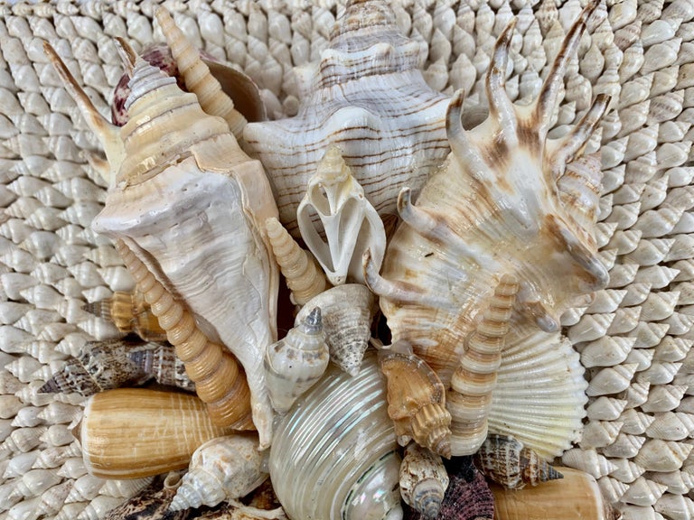 Natural White Sea Shell Hand Decorated Square Box with Removable Lid ...