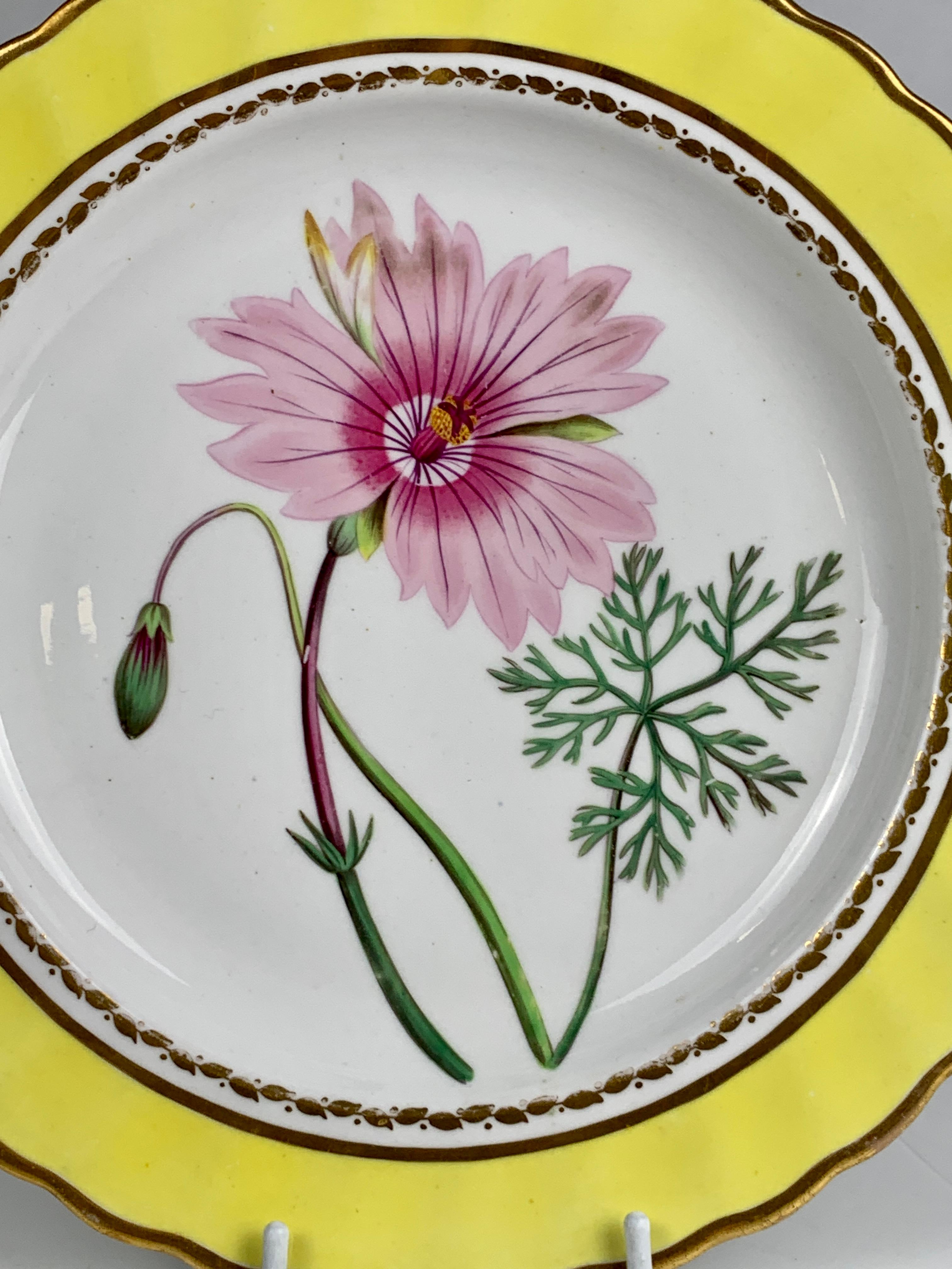 Hand painted at Spode circa 1820, this botanical dish is a beauty!
The painting is both flamboyant and natural.
We see a gorgeous pink flower with a single bud and green leaves. 
The bright yellow of the border combines beautifully with the two