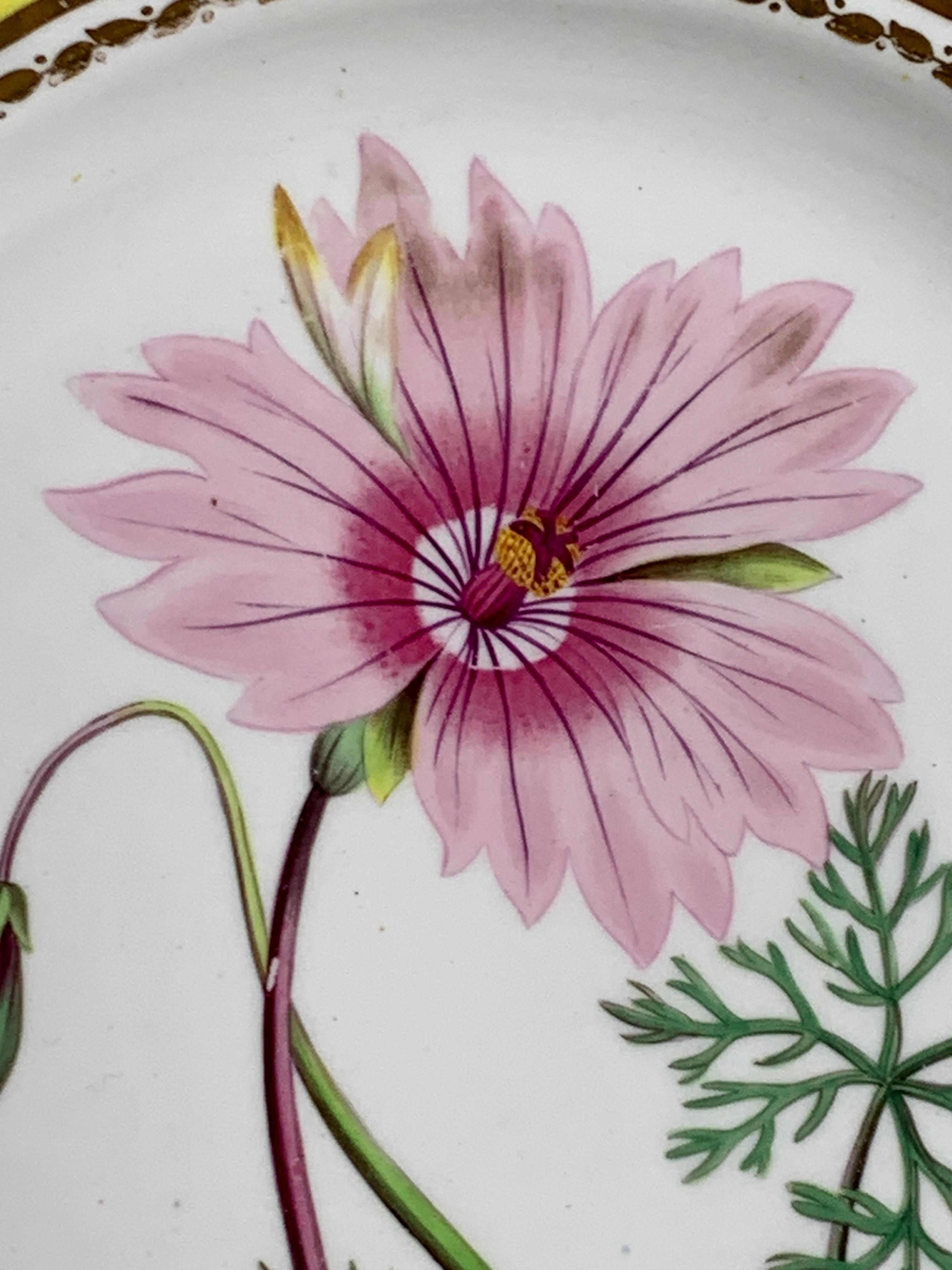 Regency Hand Painted Botanical Porcelain Plate Made by Spode, Circa 1820