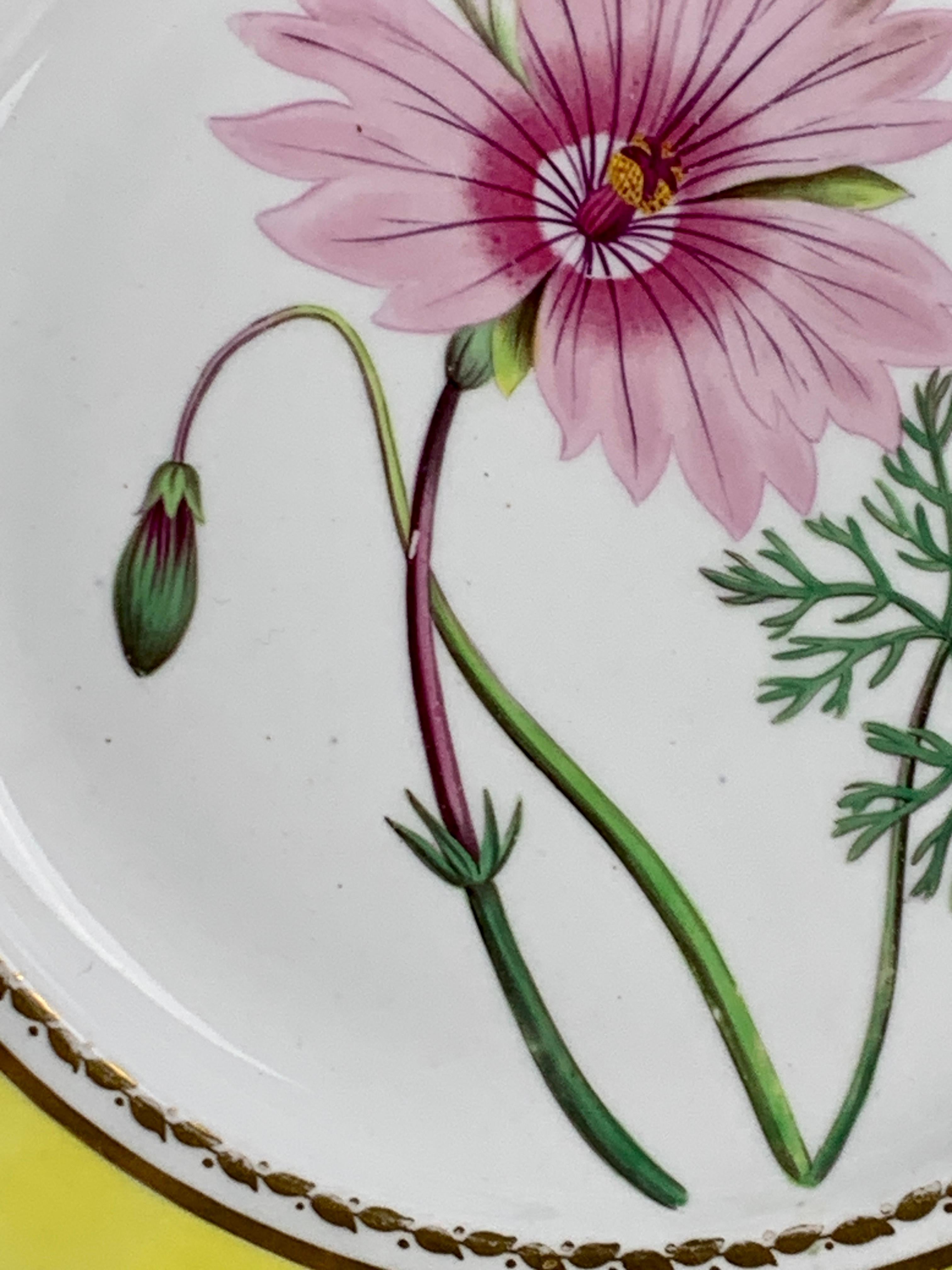 English Hand Painted Botanical Porcelain Plate Made by Spode, Circa 1820