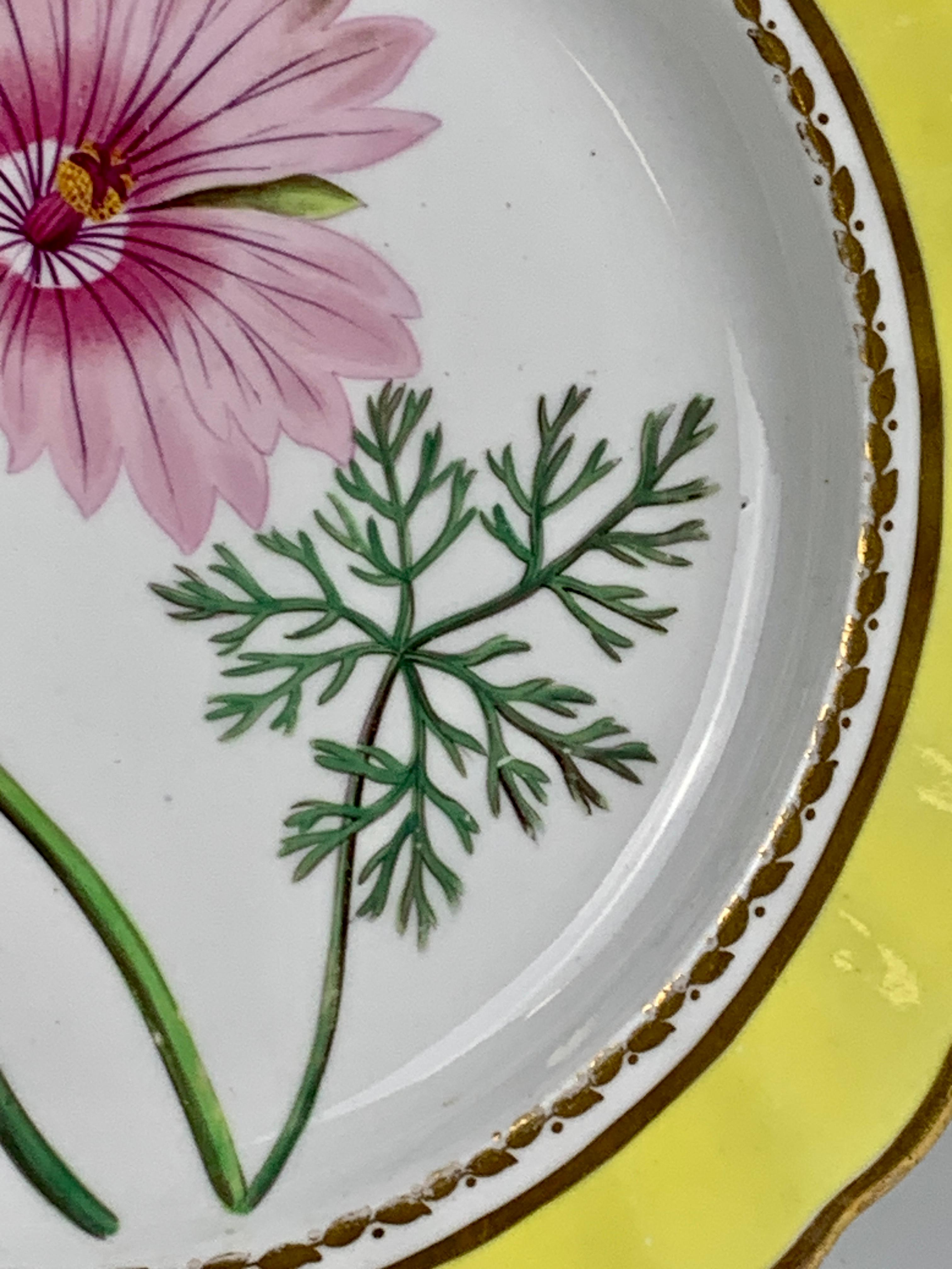 Hand-Painted Hand Painted Botanical Porcelain Plate Made by Spode, Circa 1820