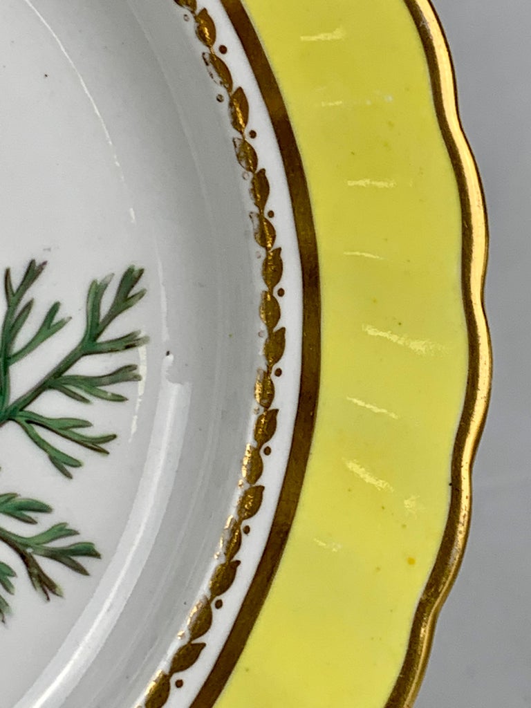 Hand Painted Botanical Porcelain Plate Made by Spode, Circa 1820 For ...