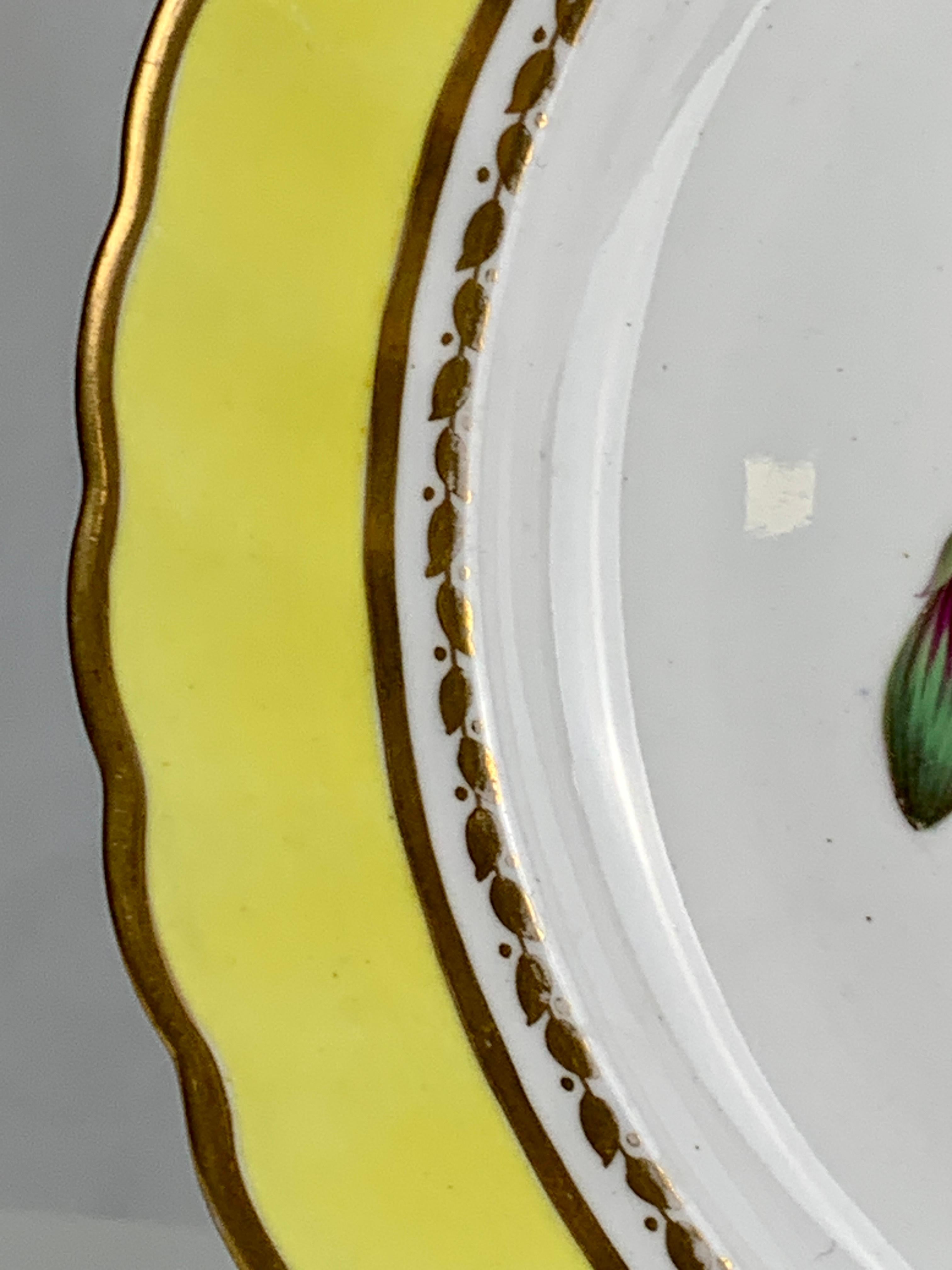 19th Century Hand Painted Botanical Porcelain Plate Made by Spode, Circa 1820